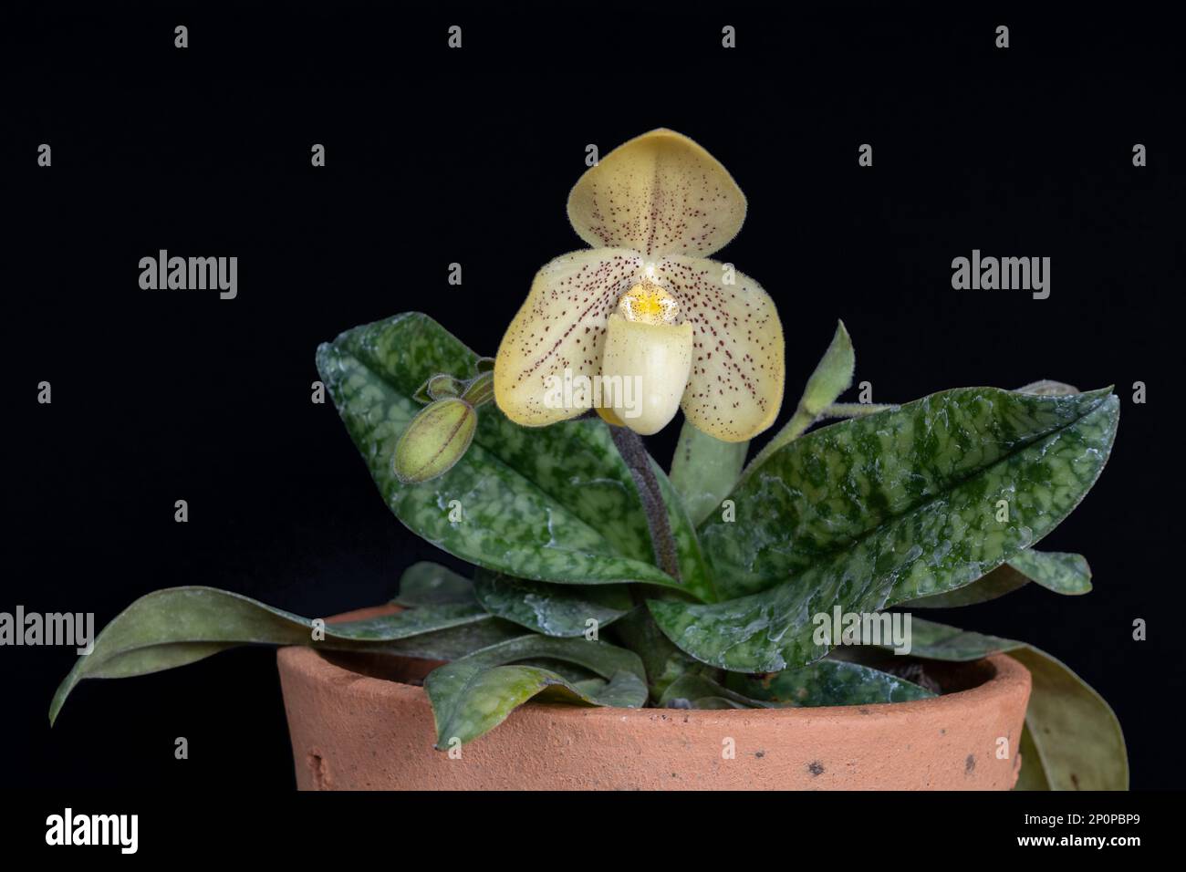 Closeup view of lady slipper orchid species paphiopedilum concolor with yellow flower and bud blooming in pot isolated on black background Stock Photo