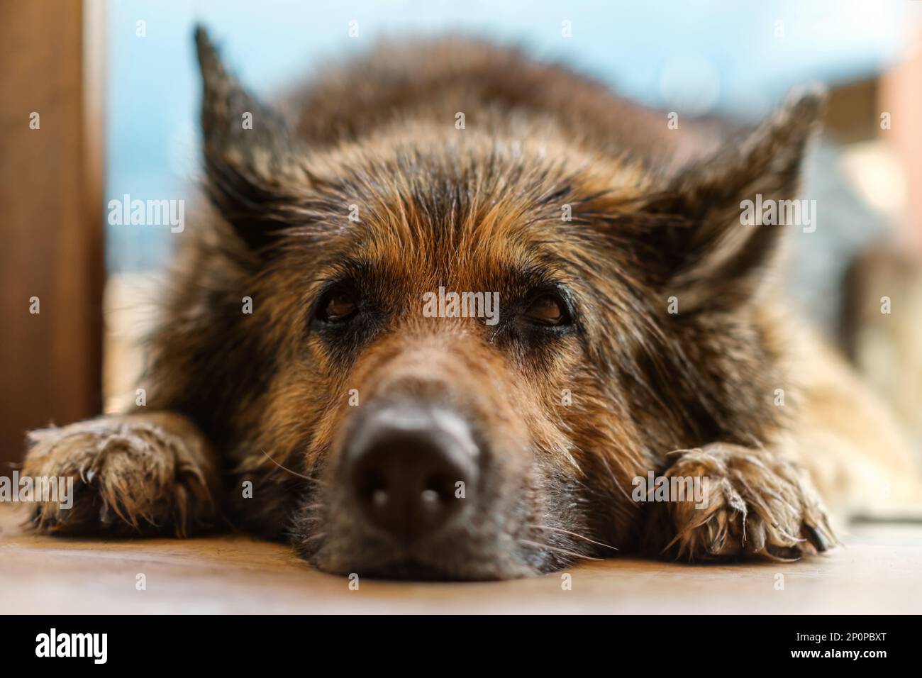 Wet German Shepherd is lying on the porch, close up Stock Photo Alamy