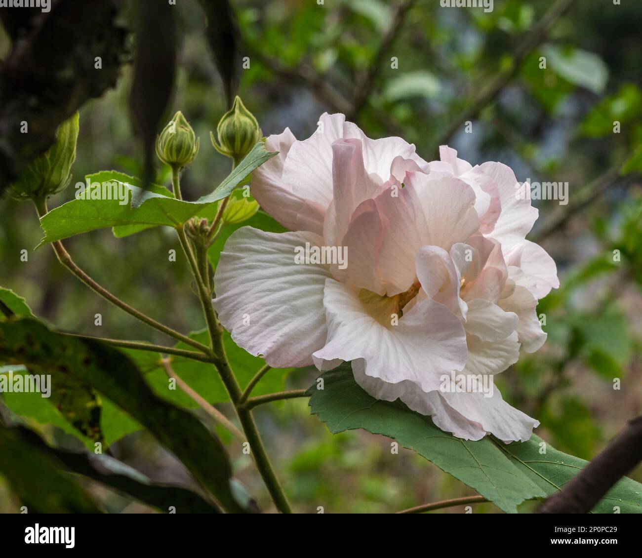 Closeup view of white turning pink hibiscus mutabilis aka Confederate rose or Dixie rosemallow flower and buds outdoors on natural background Stock Photo