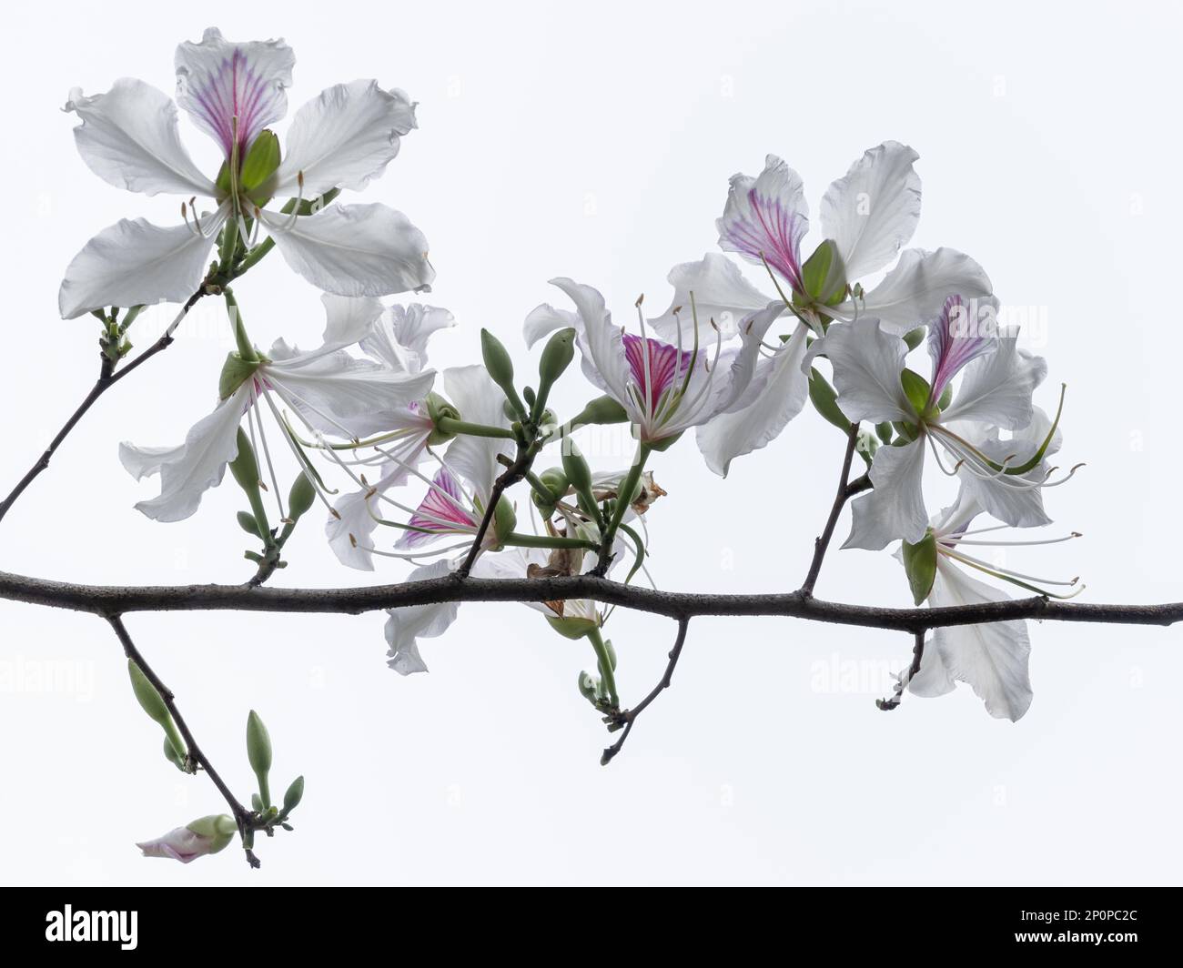 High key closeup view of blooming branch of tropical tree bauhinia variegata aka orchid tree with beautiful white and purple flowers, Thailand Stock Photo
