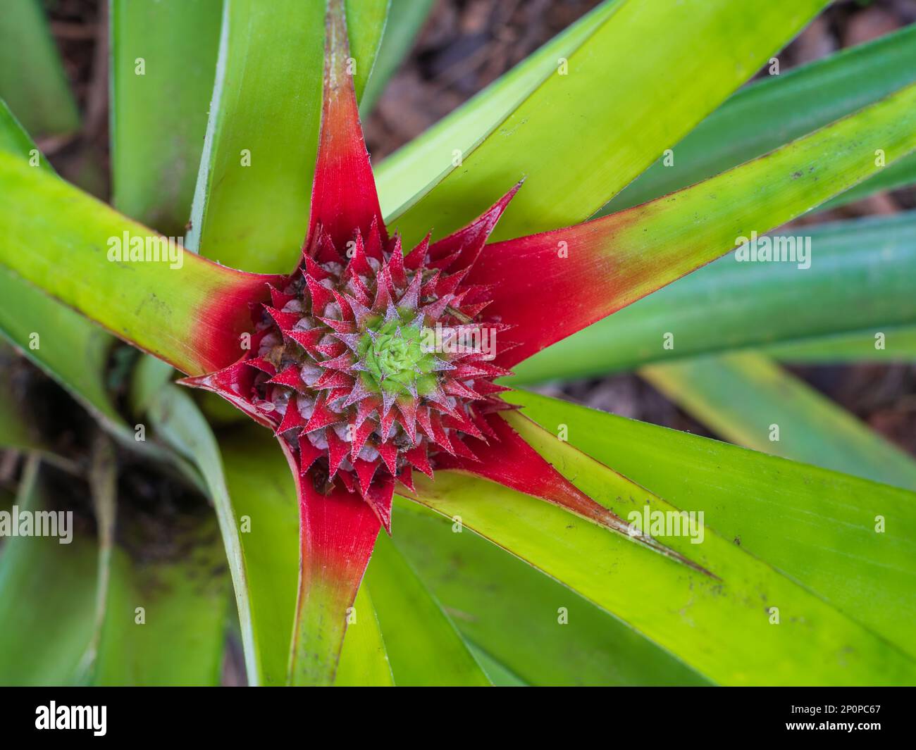Closeup top view of bright red and green pineapple aka ananas comosus inflorescence and starting young fruit growing outdoors Stock Photo
