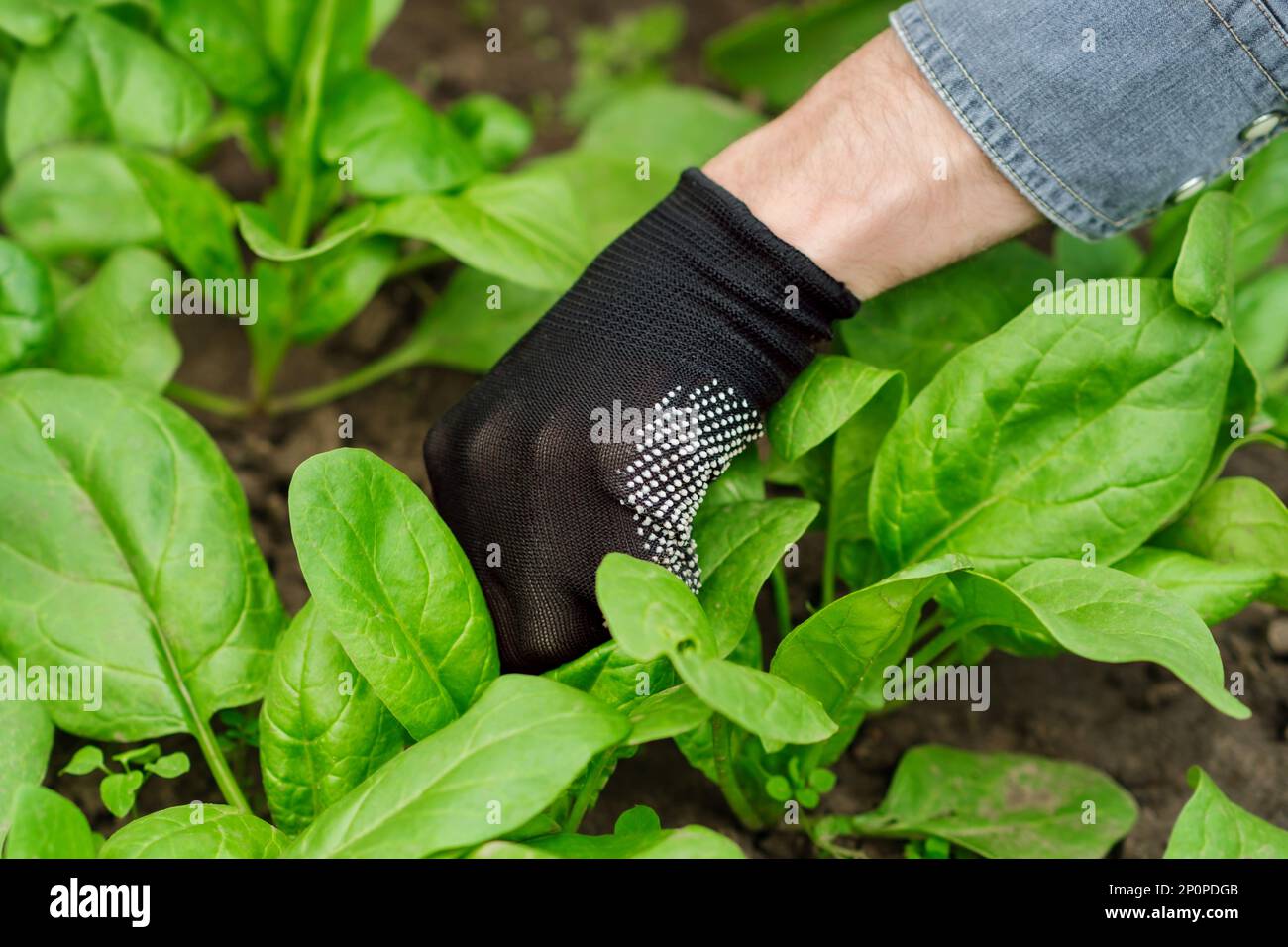 Man's hand in a glove is pulling out weeds from spinach field Stock ...