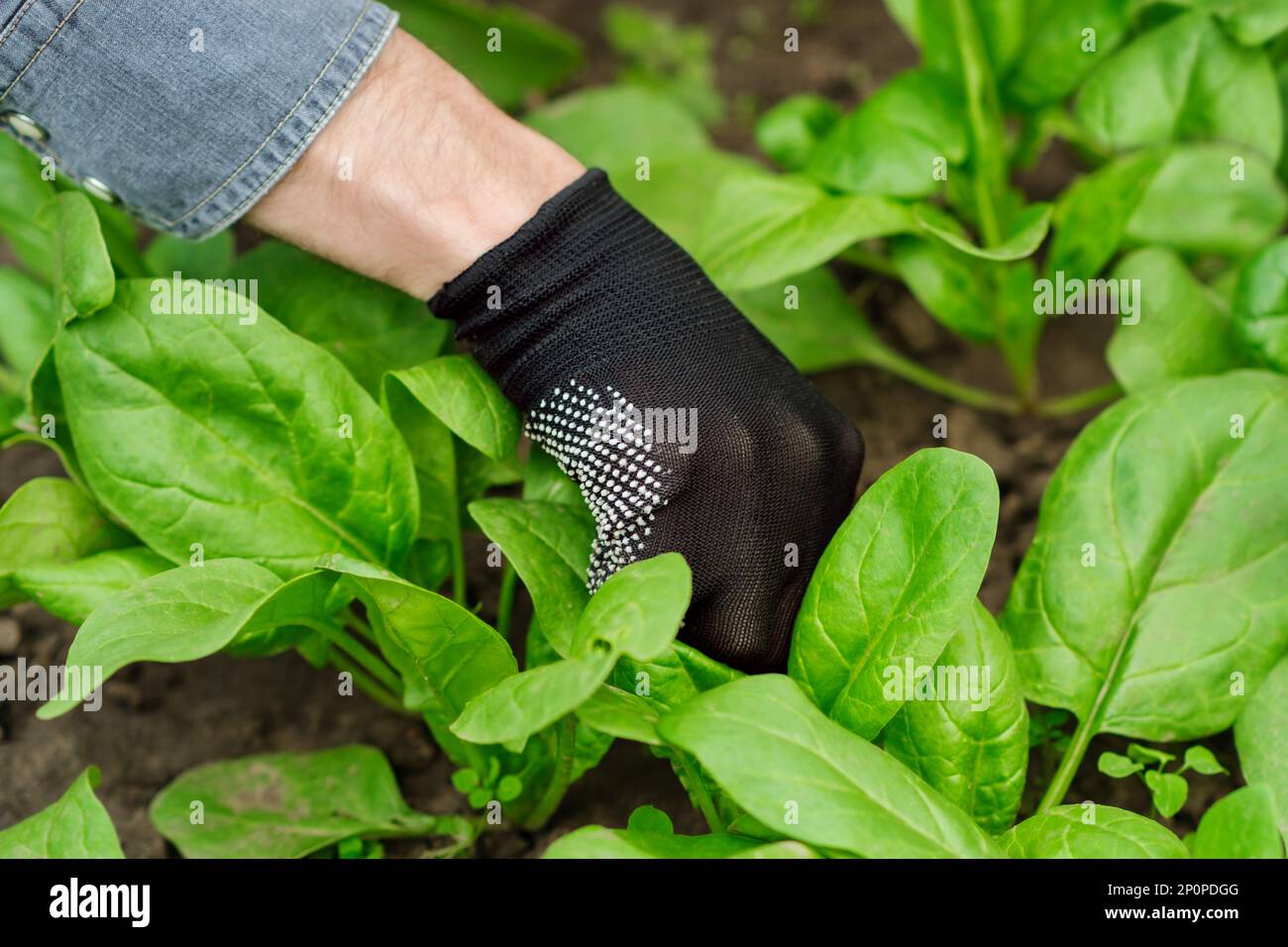 Man's hand in a glove is pulling out weeds from spinach field. Stock Photo
