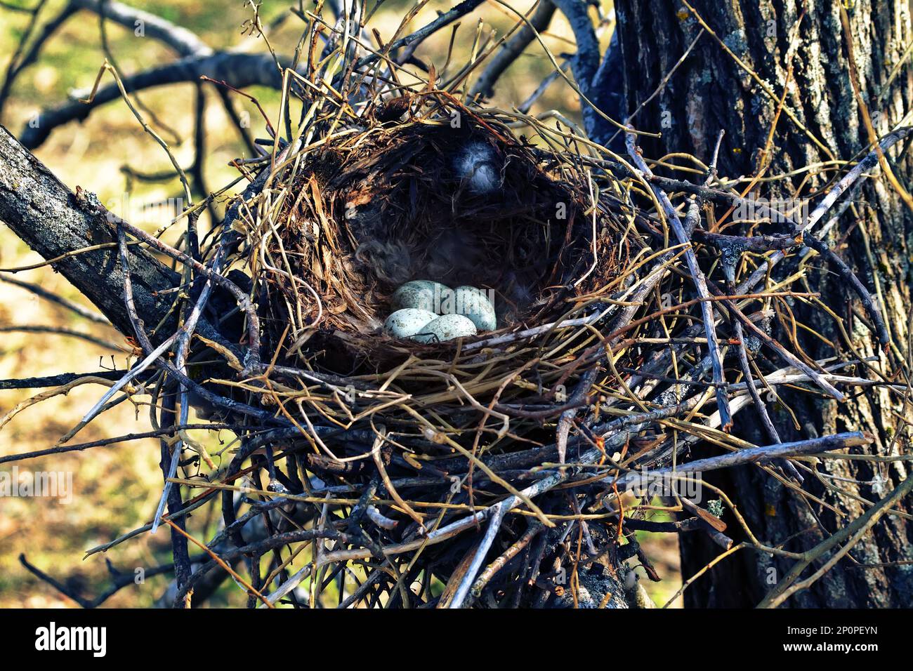 Nidology, study of birds nest. Hooded crow (Corvus cornix) nest. Clutch