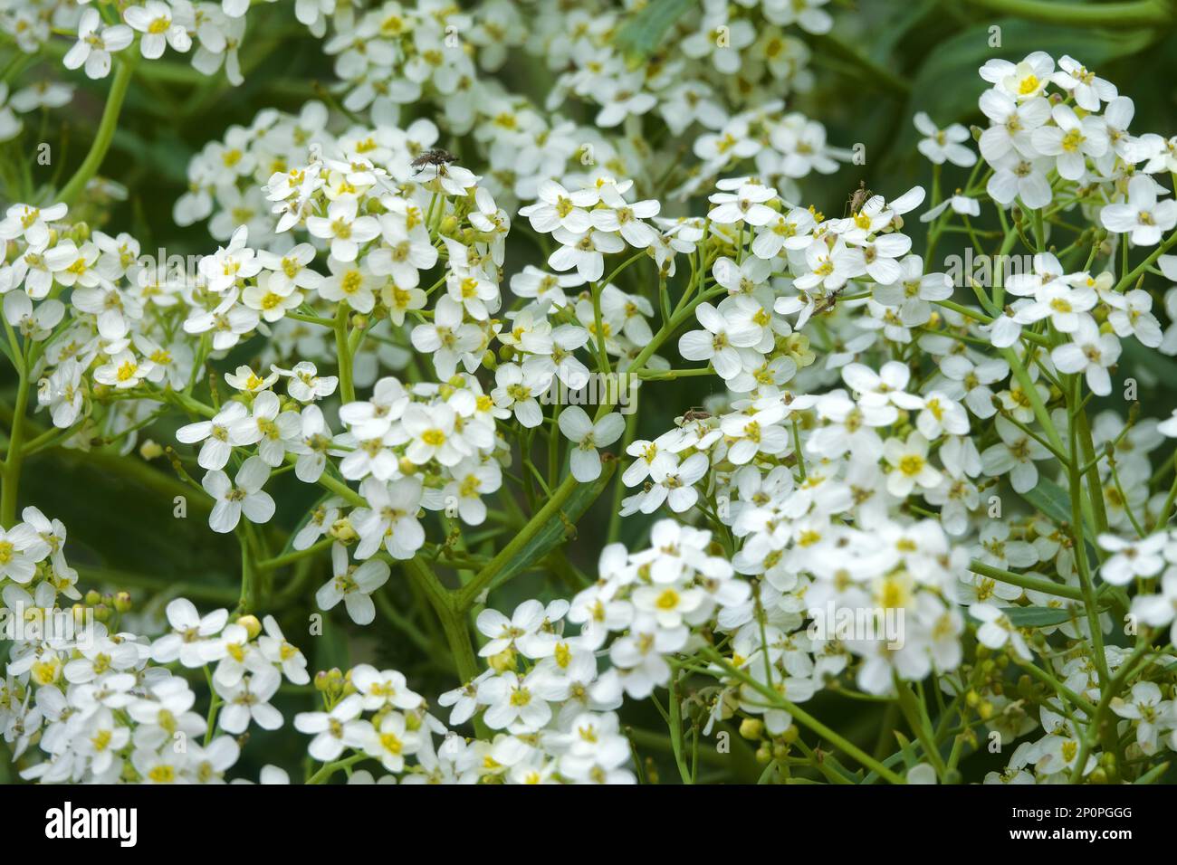 Russian sea kale (Crambe tatarica) blooms (white inflorescences) on