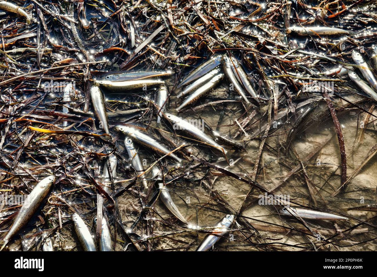 A dried-up lagoon (lake) and a lot of dead small fish, summer drought, water pollution additionally. Sand smelt (Atherina boyeri) Stock Photo