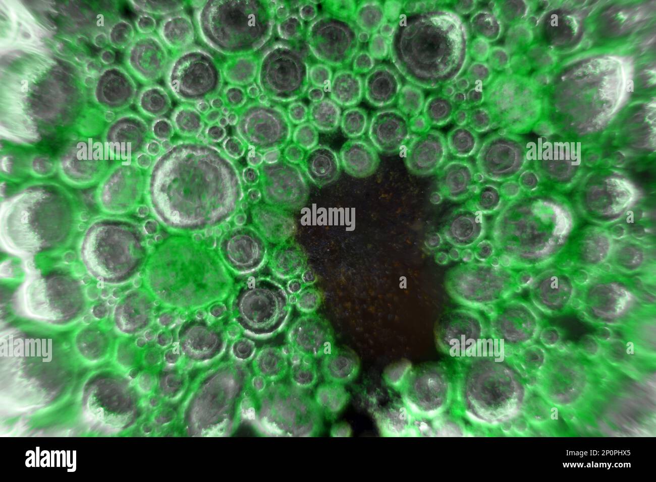 It looks like a colony of bacteria under a microscope (cyanobacterial