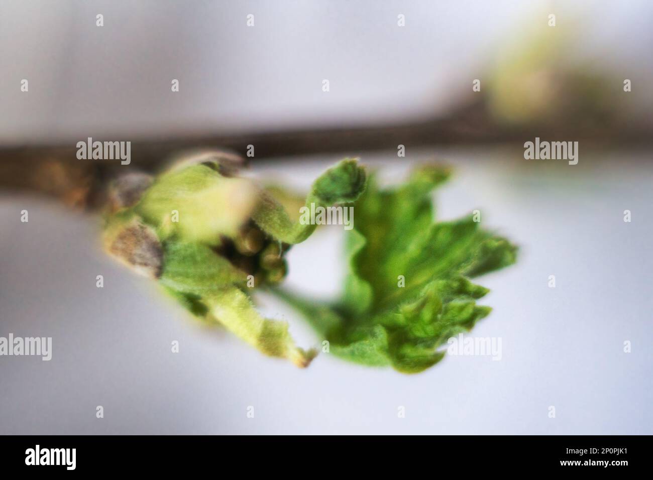 Dendrology. Bird cherry (Prunus padus) blossom bud (aestivation), generative shoot. Macro photography soft focus Stock Photo