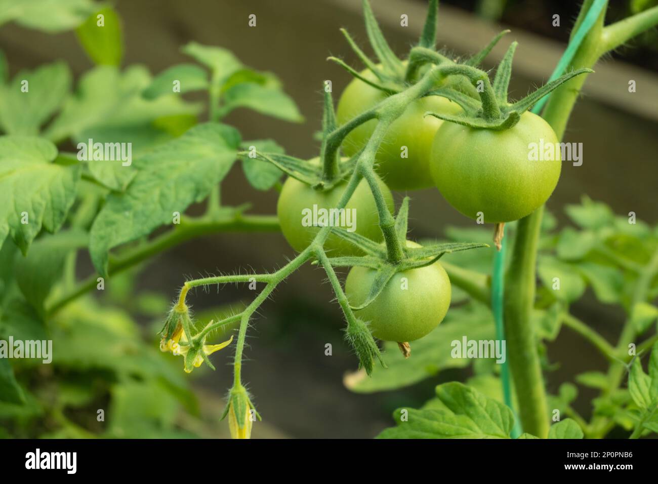 Tomato plants in greenhouse Green tomatoes plantation. Organic farming, young tomato plants Stock Photo