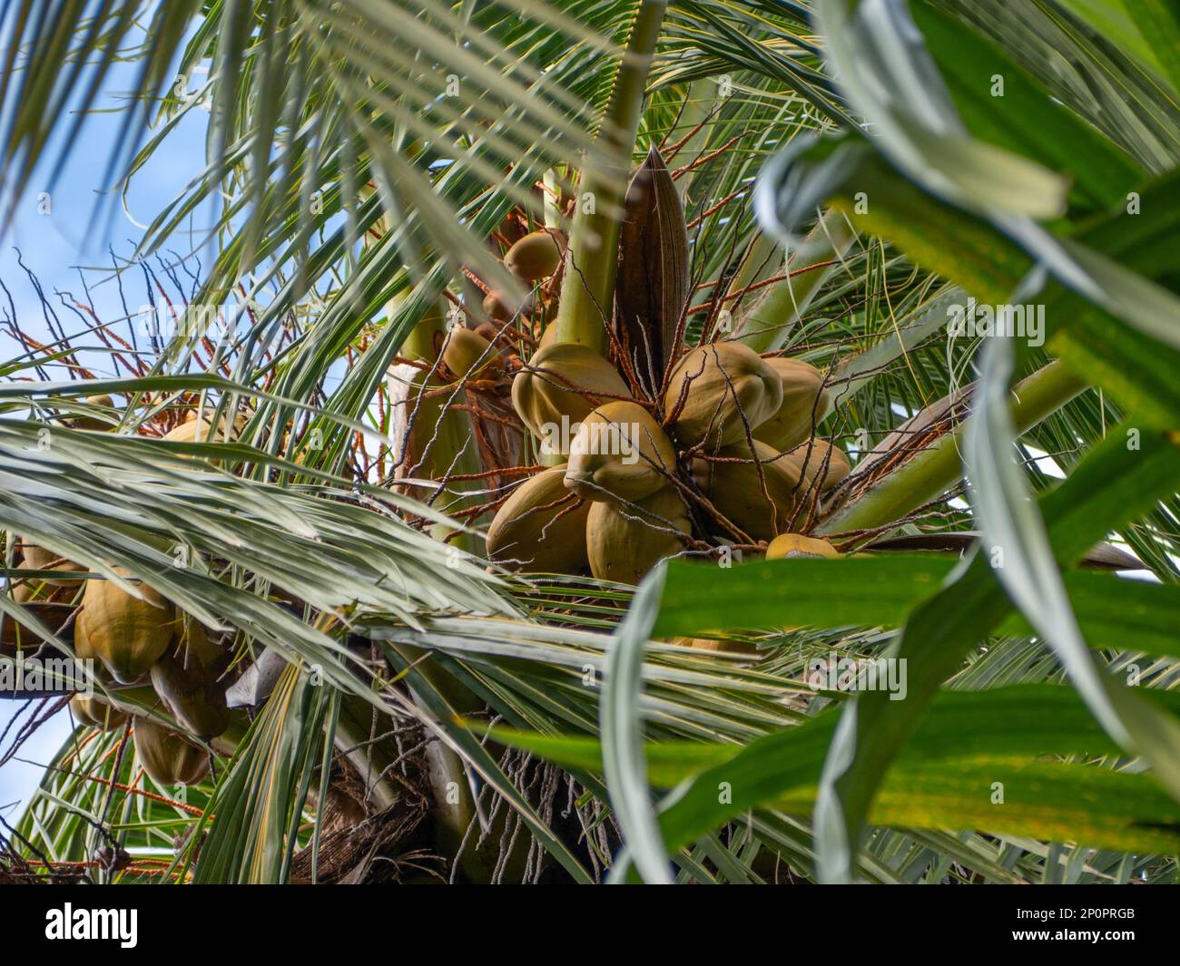 Coconut fruits on a coconut tree Stock Photo