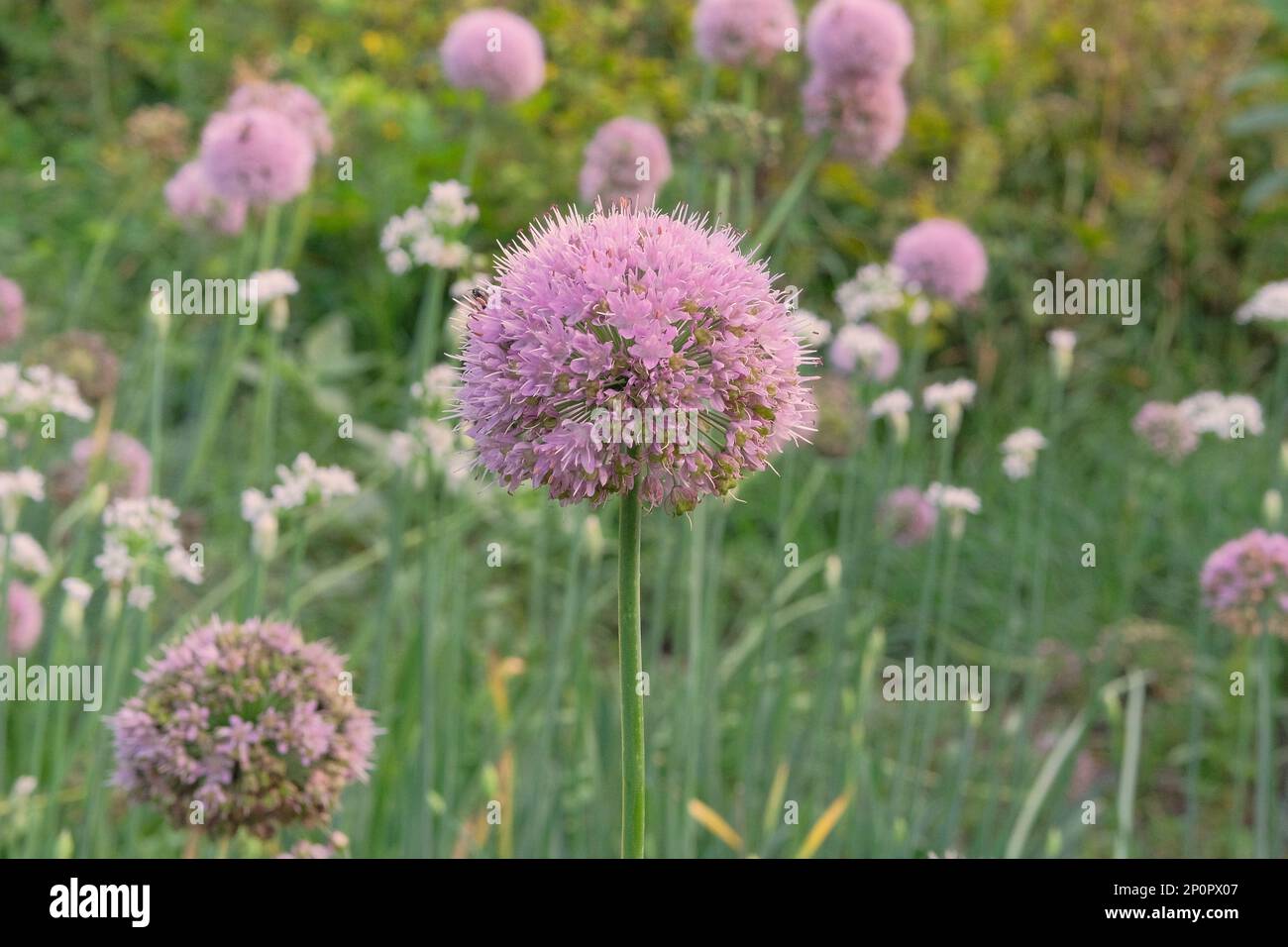 Purple onion flowers in farming and harvesting. Vegetables grown in a