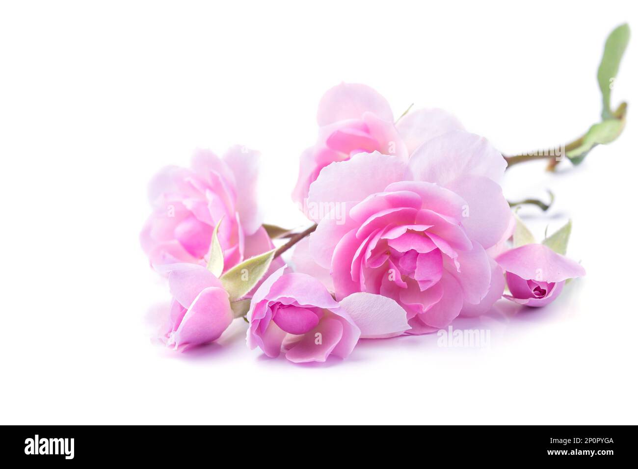 Pink rose flowers isolated on white background Stock Photo - Alamy