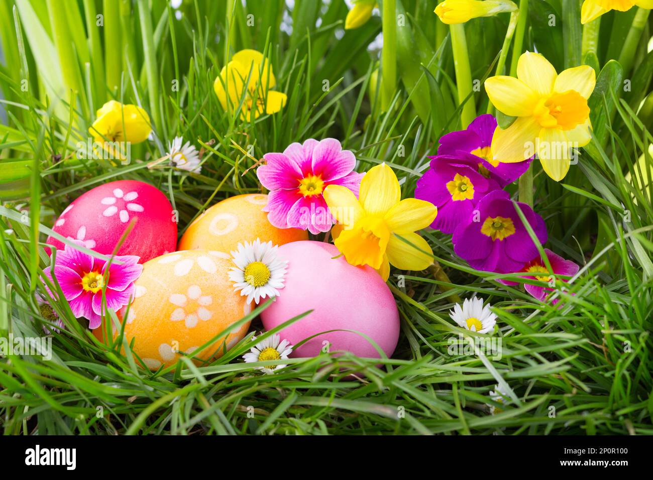 Colorful Easter eggs hided between green grass and spring flowers in ...