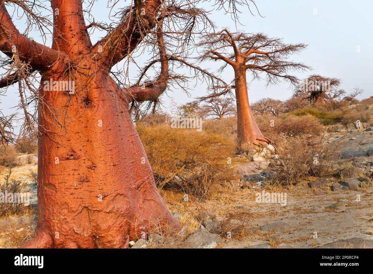 Baobab, Adansonia digitata, Kubu Island, White Sea of Salt, Lekhubu, Makgadikgadi Pans National Park, Botswana, Africa Stock Photo