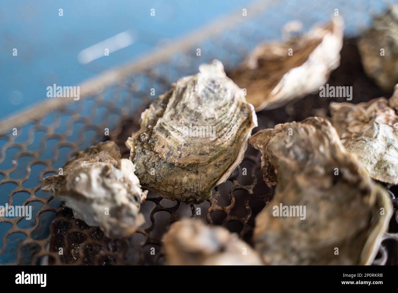 Grilled fresh oyster in Tainan, Taiwan, the famous Taiwanese street food gourmet. Stock Photo