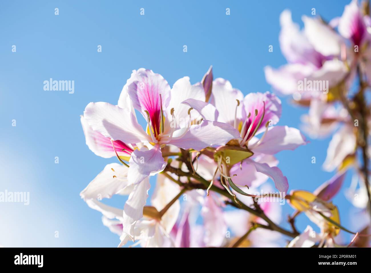 Light pink  flowers on blue sky background. Orchid Tree.  Selective Focus. Shallow DOF Stock Photo