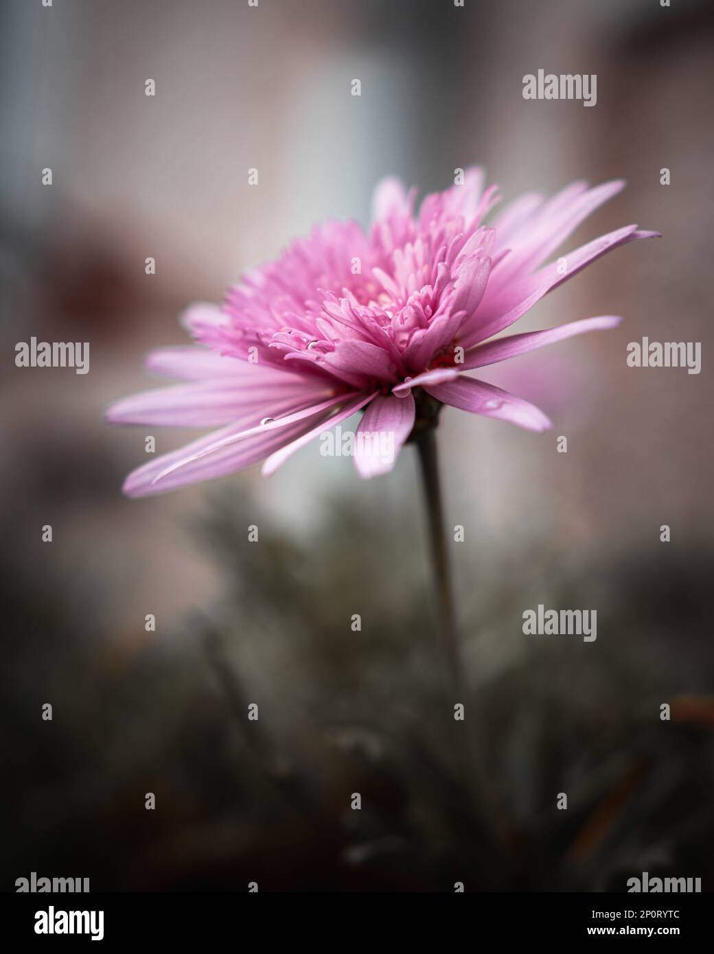 One pink China aster flower growing in nature with soft selective focus and creamy pastel colors on a blurred light background Stock Photo