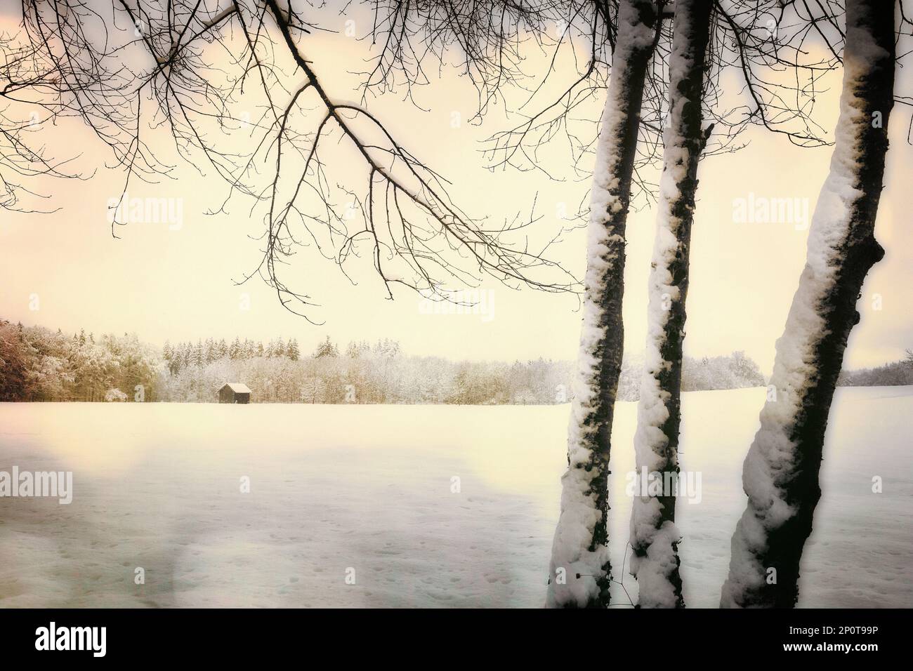 CONTEMPORARY PHOTOGRAPHIC ART: Winter Meadow by Edmund Nagele FRPS Stock Photo