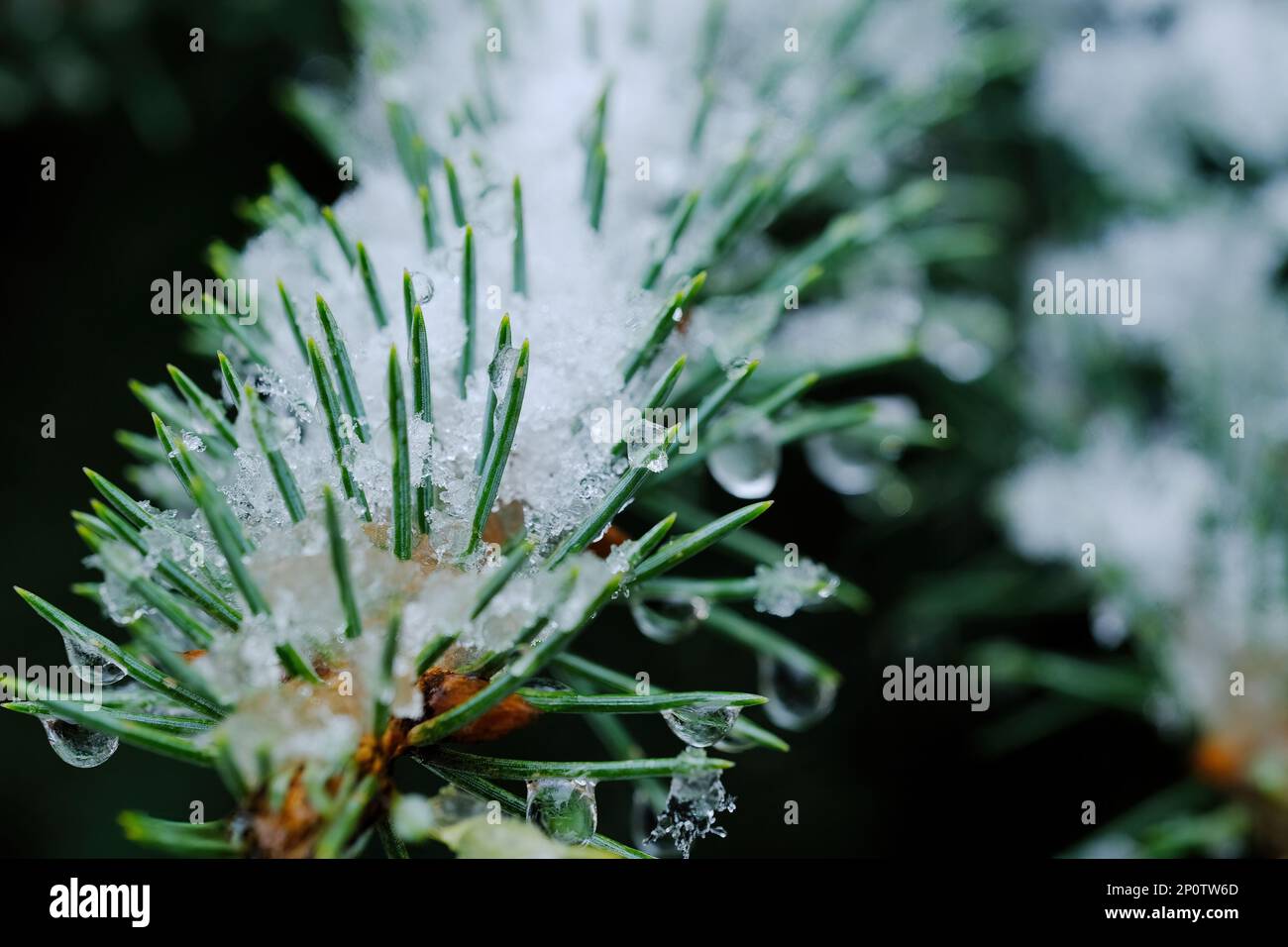 A close-up shot of Abies firma leaves with snow on them Stock Photo