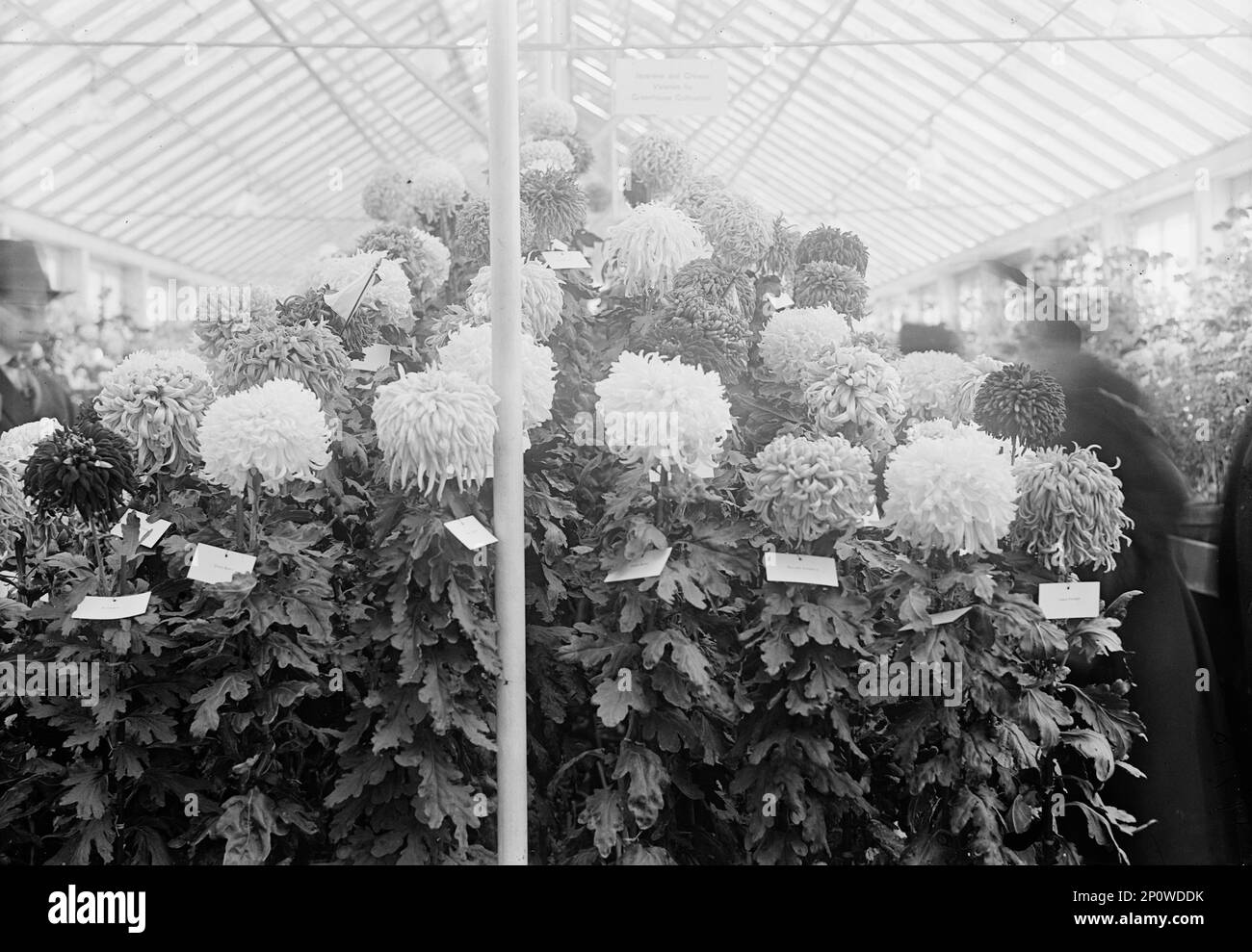 Chrysanthemums flowers display show Black and White Stock Photos