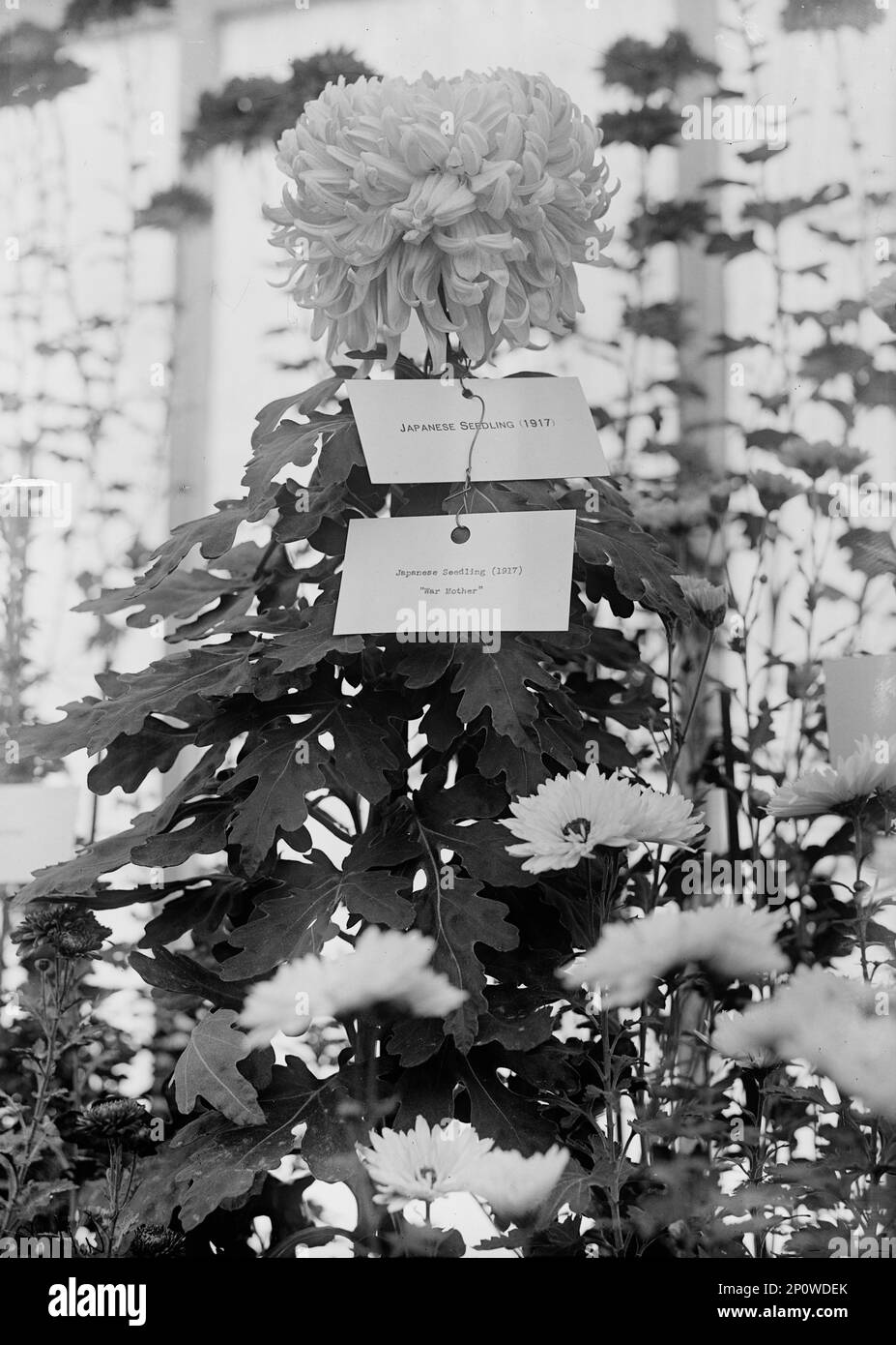 Department of Agriculture Chrysanthemum Show, 1917.  Japanese seedling (1917) &quot;War Mother&quot;. Stock Photo