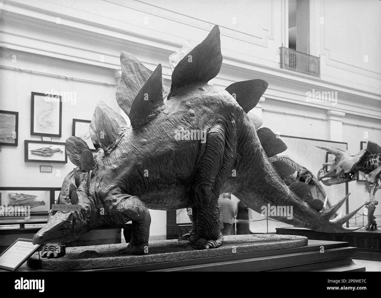 Dinosaur - Mounted Specimen in Smithsonian, 1917. Sign: 'Life-size