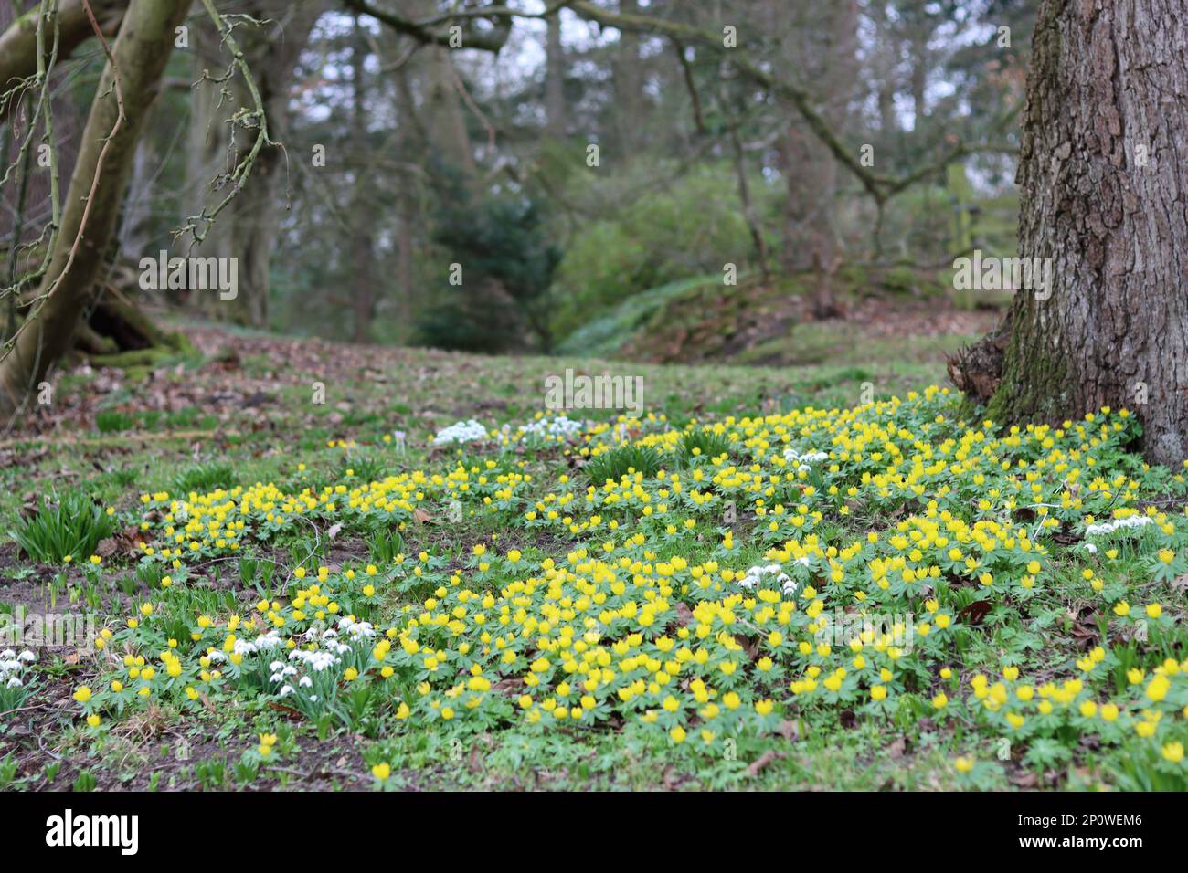Large cluster of yellow winter aconites under a tree in a woodland Stock Photo