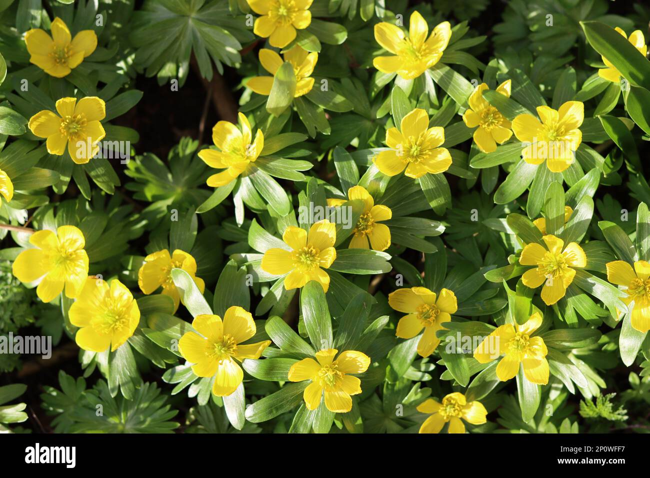 Close up of bright yellow aconites in spring sunshine Stock Photo
