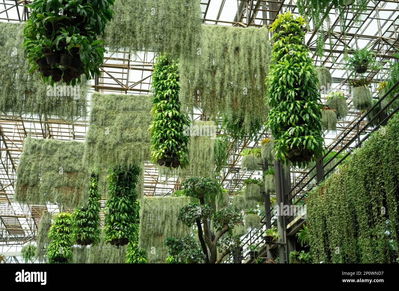 Green ornamental plant in hanging baskets. Plants in hanging pot decoration in charming garden