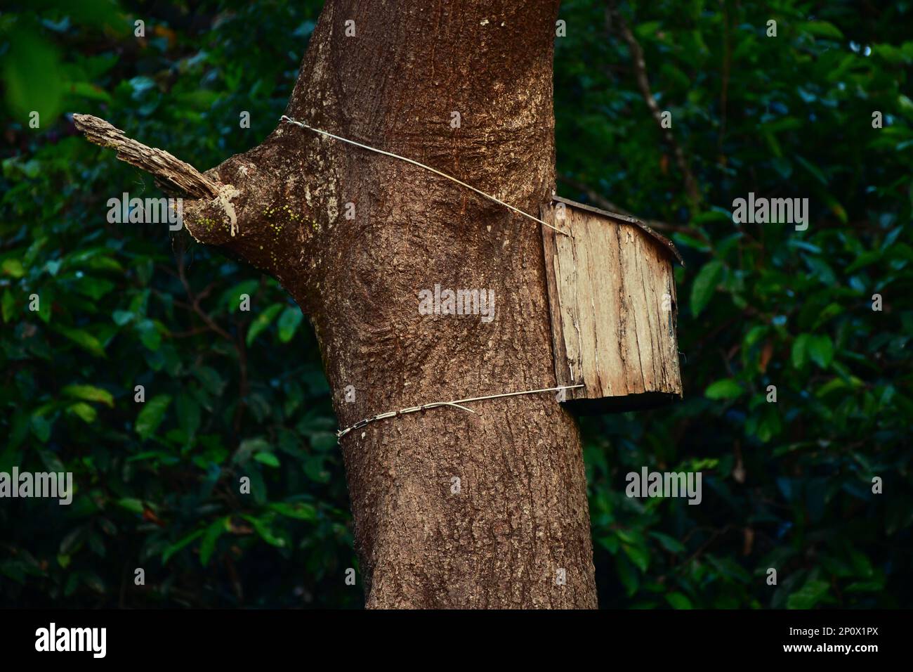 Old wooden birdhouse on a tree. Conservation project for Hornbill Birds in Borneo Stock Photo