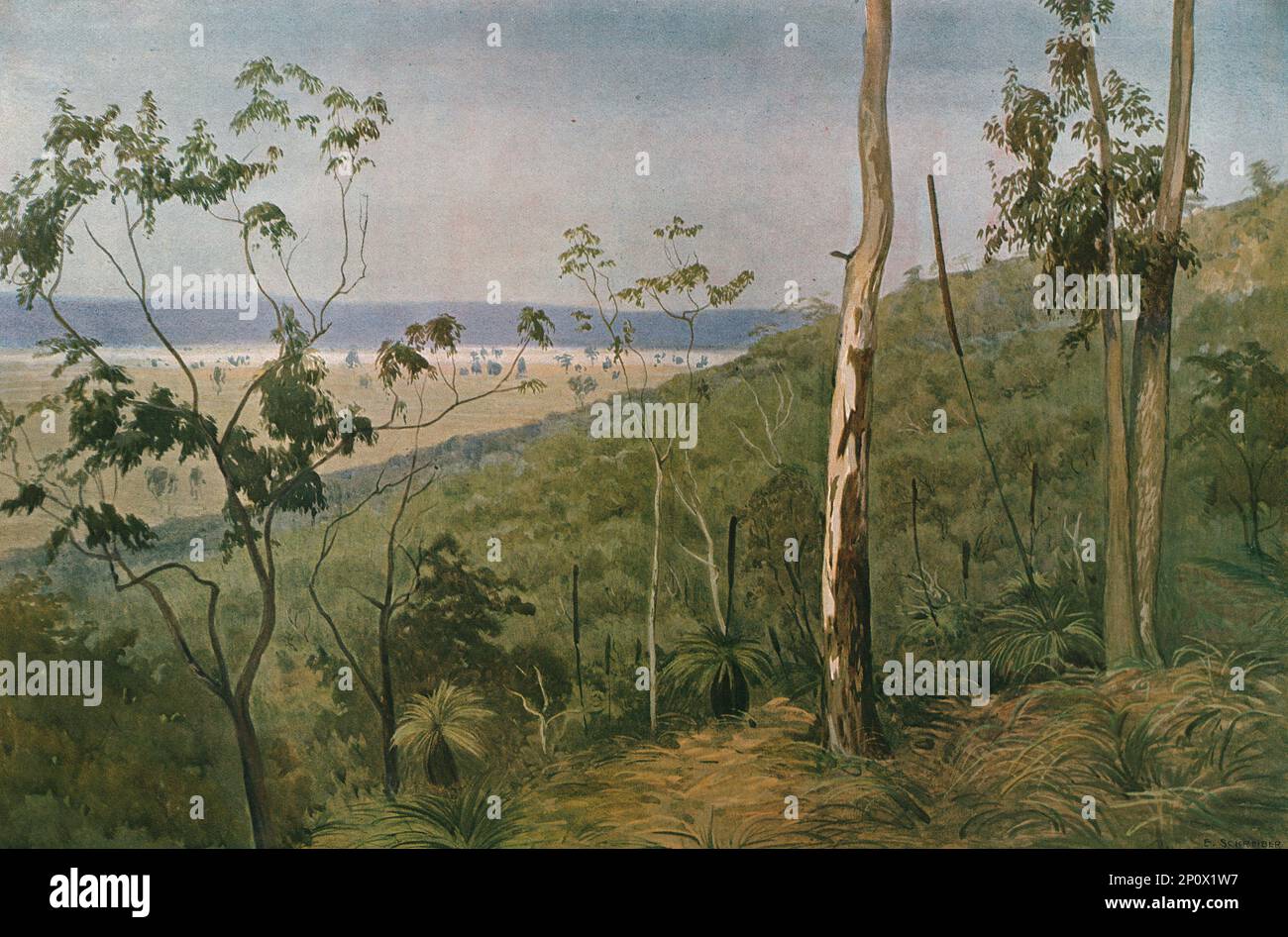 ''Une foret d'eucalyptus en Australie (Queensland); Les Terres Du Pacifique', 1914. From &quot;Grande Geographie Bong Illustree&quot;, 1914. Stock Photo