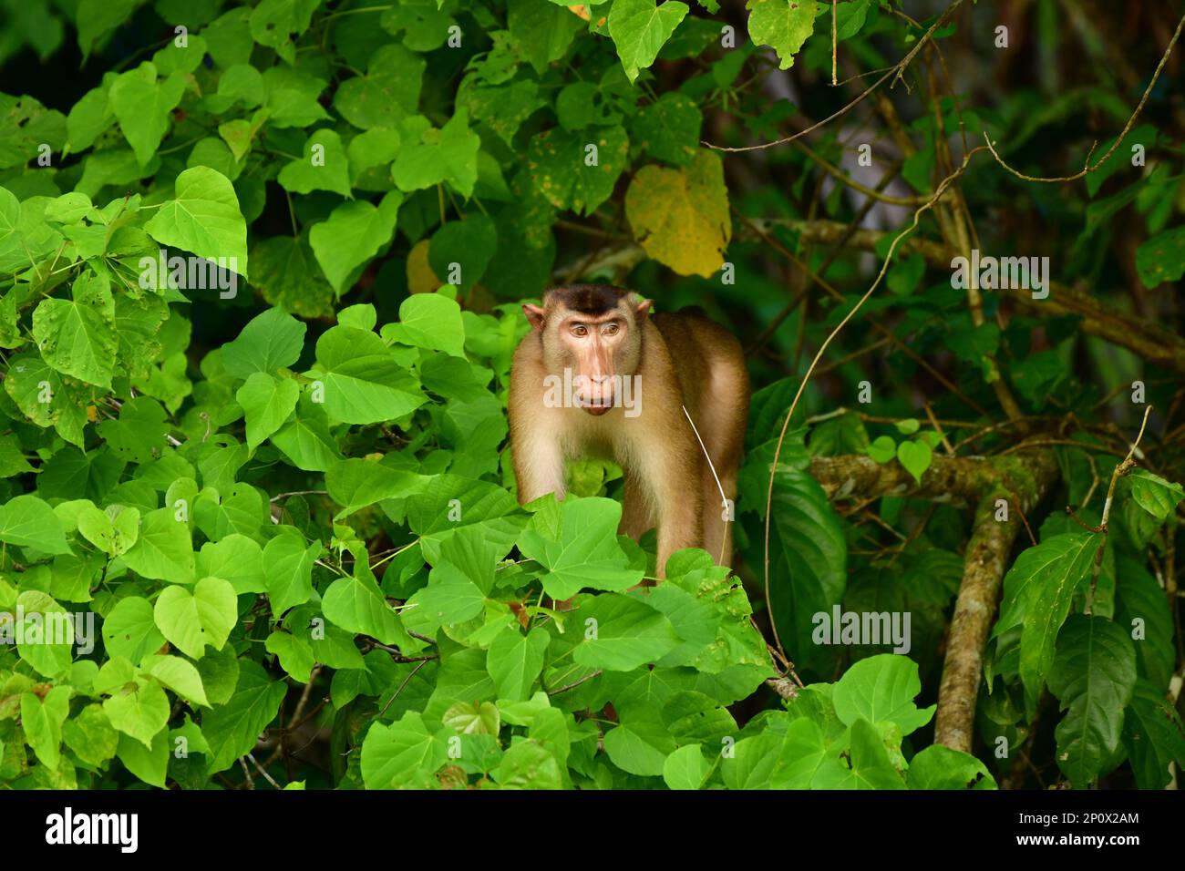 Southern pig-tailed macaque (Macaca nemestrina) in the rainforest of Sabah, Borneo Stock Photo