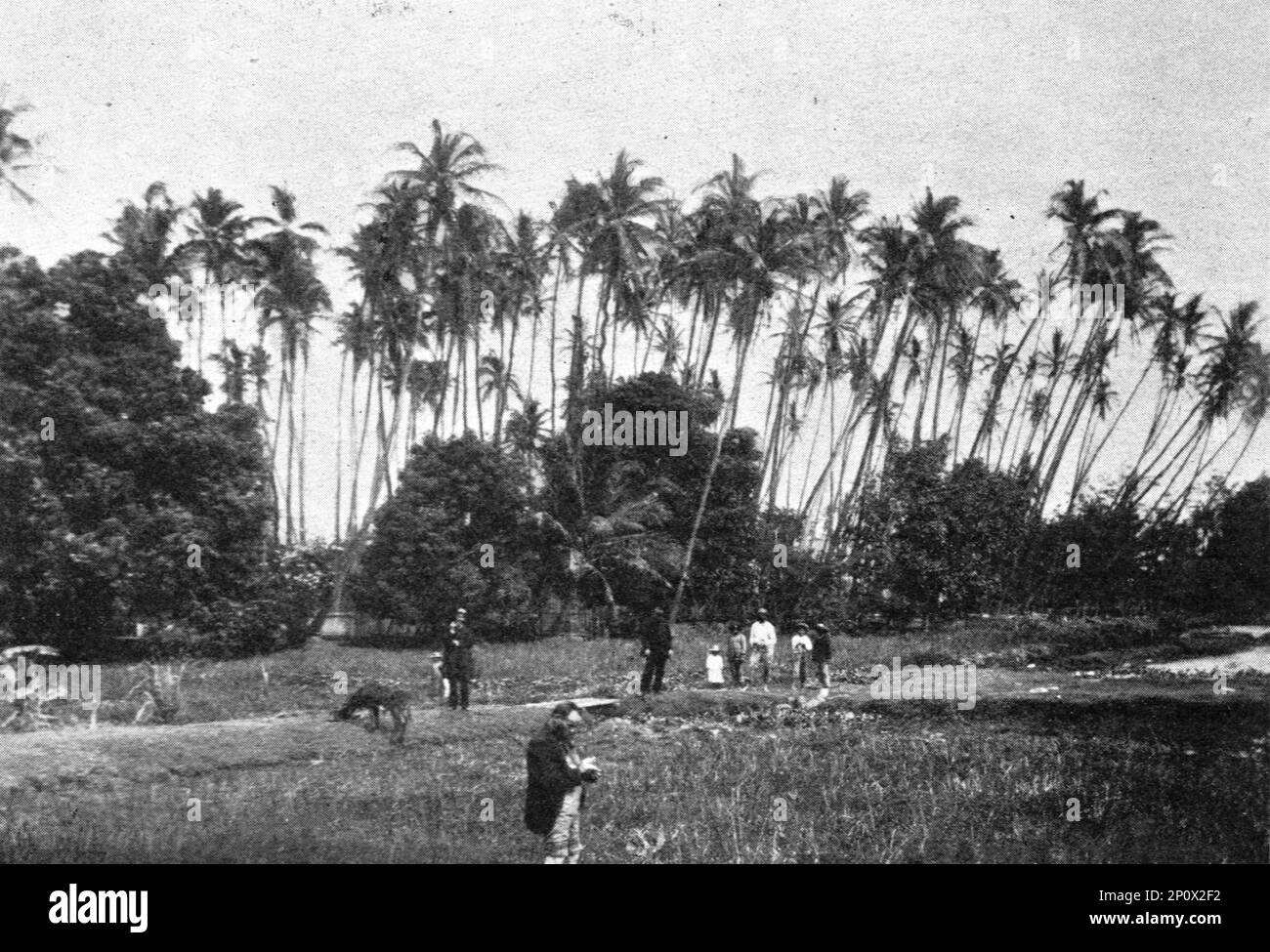 Coconut plantation Black and White Stock Photos & Images Alamy