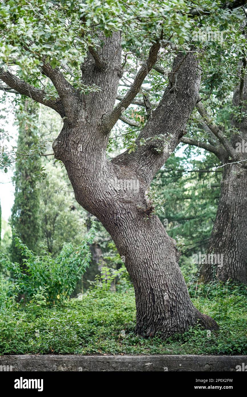 Fluffy oak with lush green leaves grows in city park surrounded by dense vegetation. Growth of Quercus pubescens Willd on sunny summer day Stock Photo