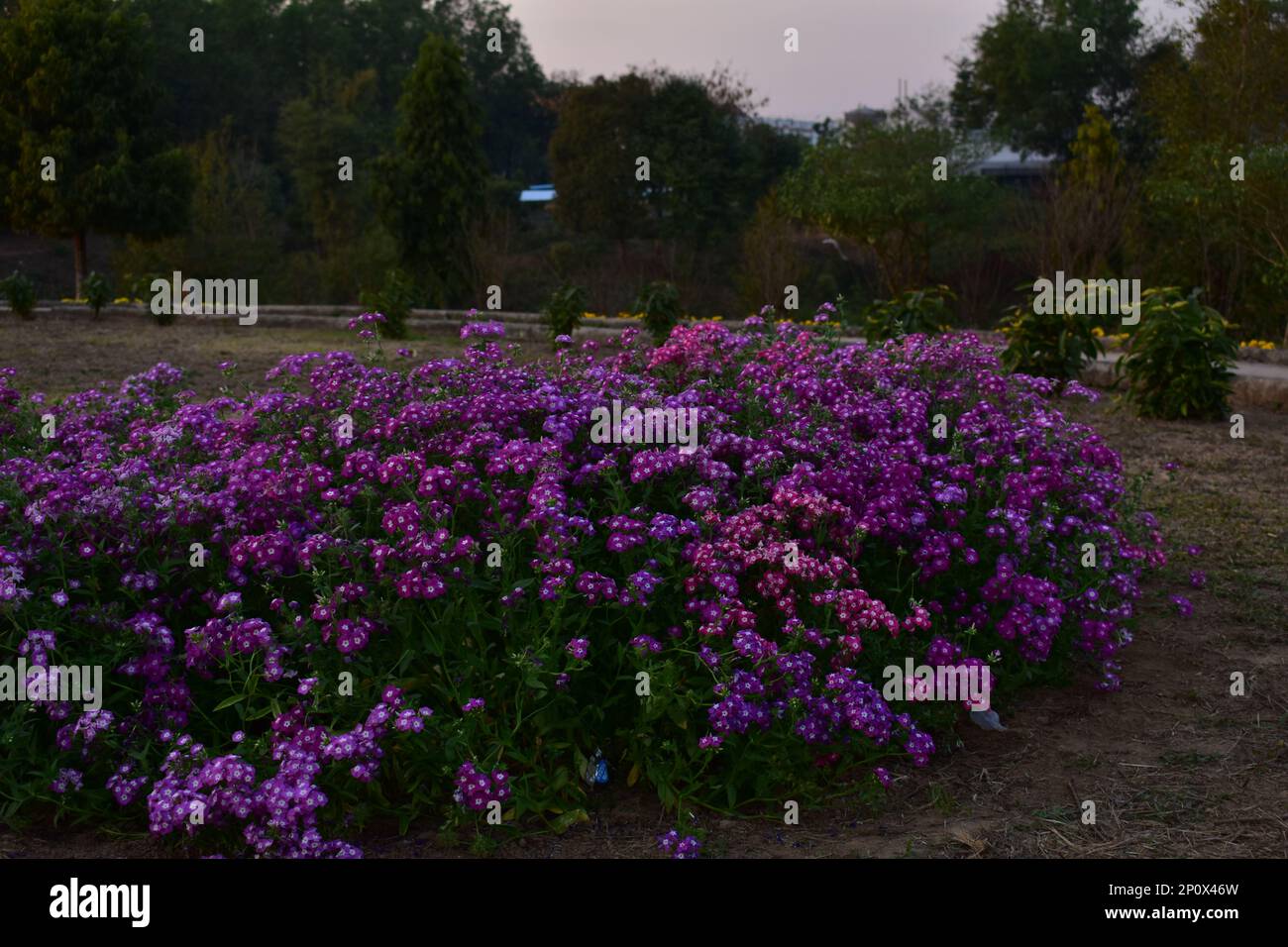 Phlox drummondii (commonly annual phlox or Drummond's phlox) is a flowering plant in the genus Phlox of the family Polemoniaceae Stock Photo