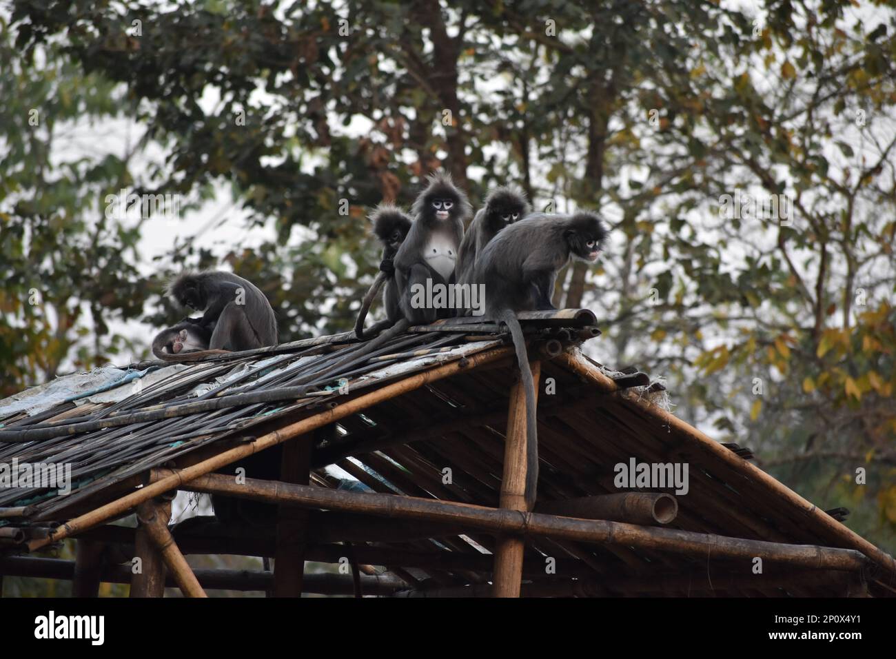 Family of dusky leaf monkey or spectacled langur with yellow baby