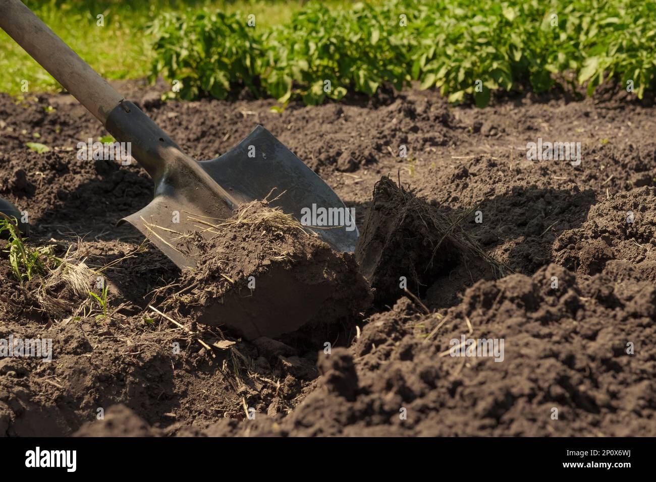 Garden shovel in ground loosen soil preparation. Farming garden work