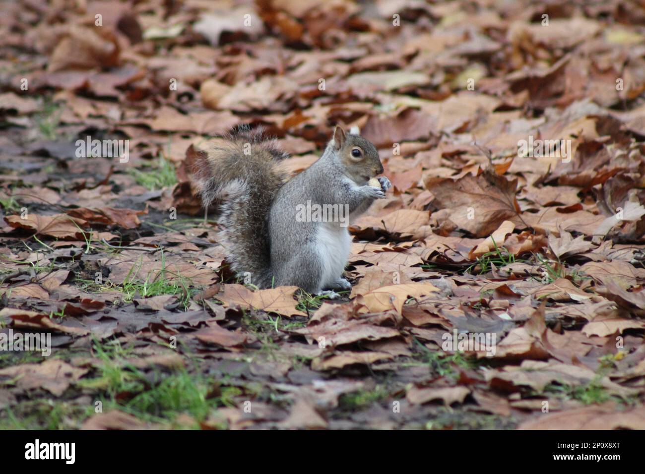 Grey Squirrels in London Park eating Nuts Stock Photo Alamy