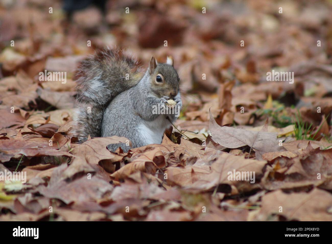 Grey Squirrels in London Park eating Nuts Stock Photo Alamy