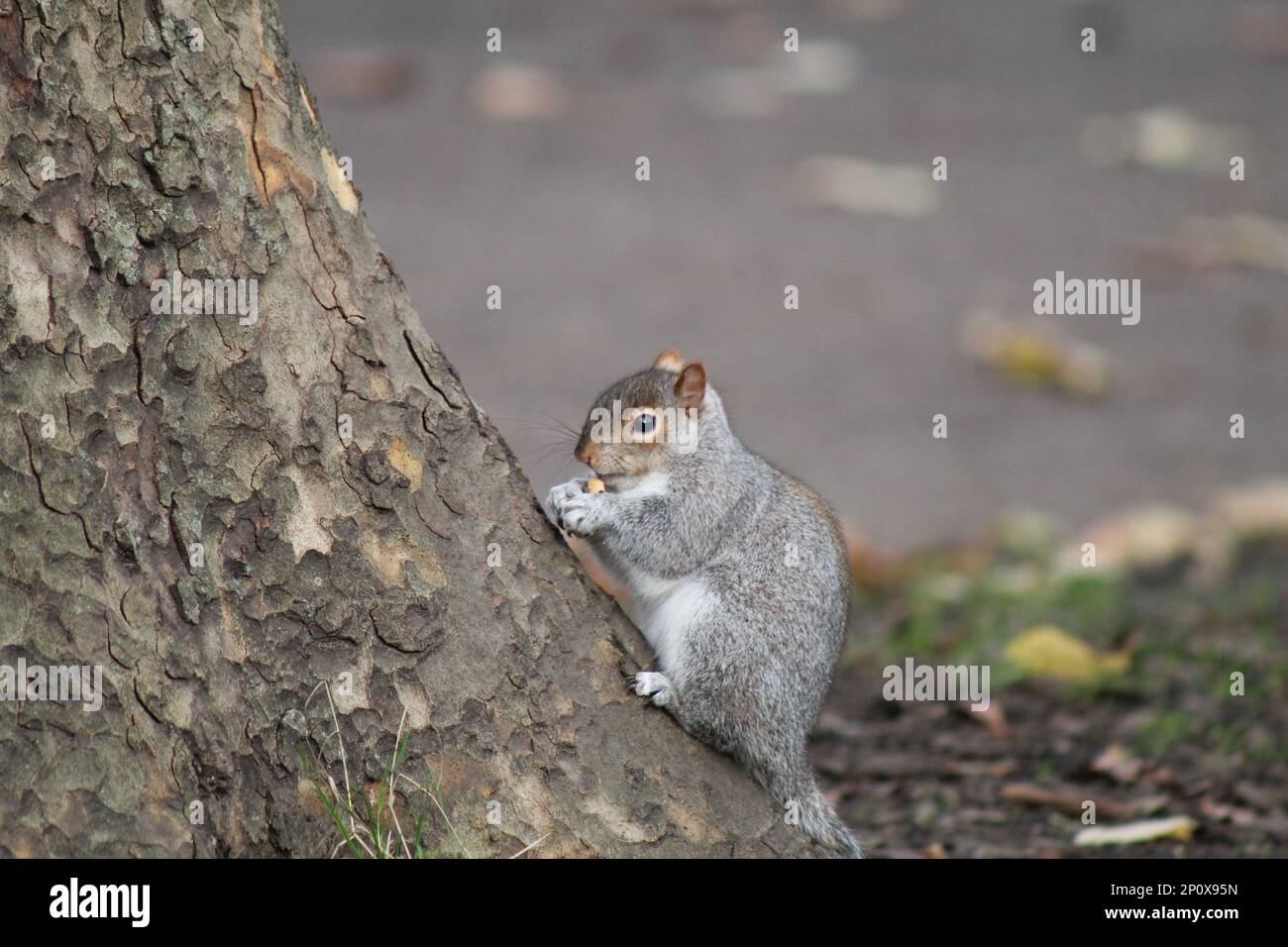 Grey Squirrels in London Park eating Nuts Stock Photo Alamy