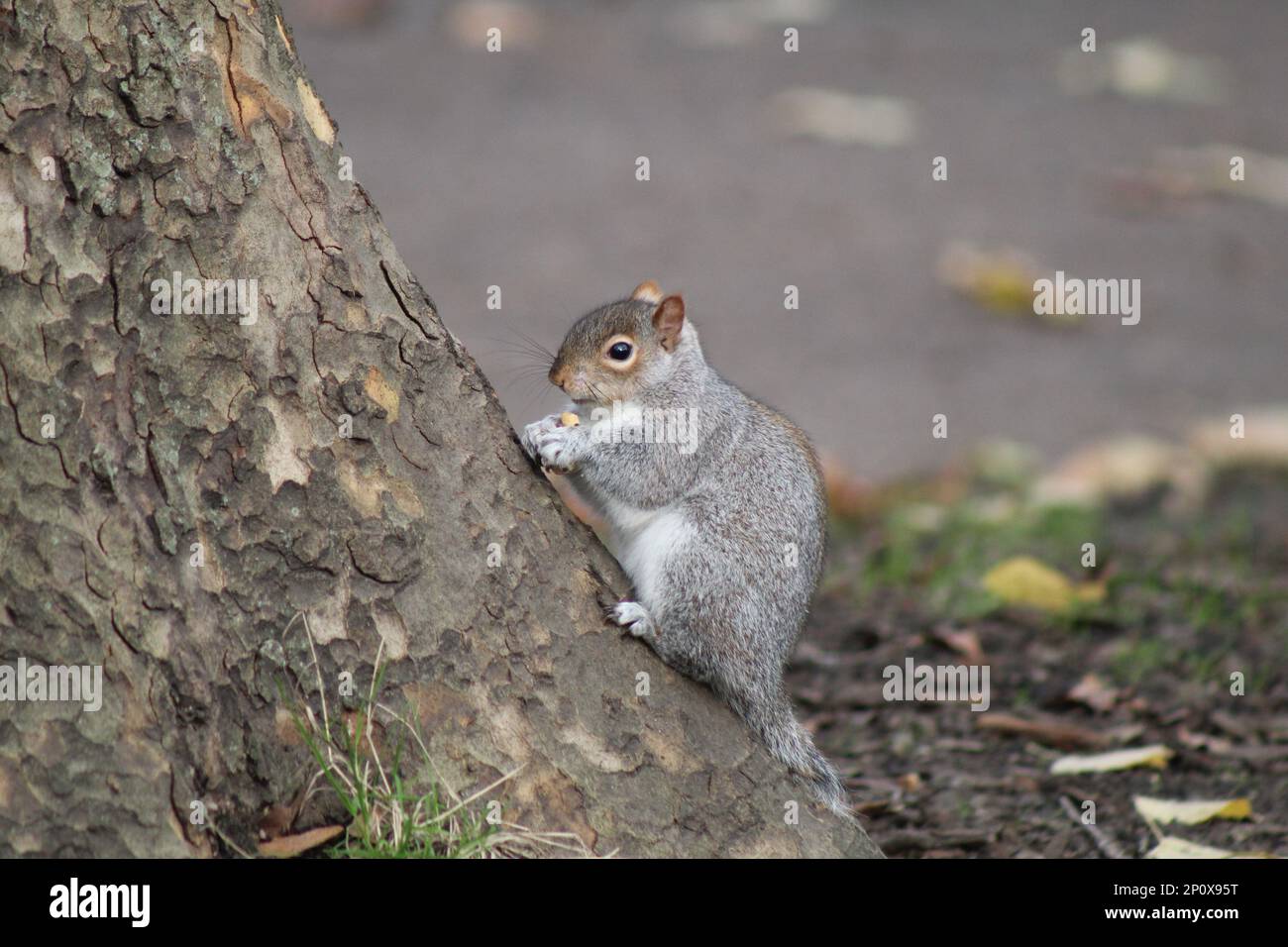 Grey Squirrels in London Park eating Nuts Stock Photo Alamy