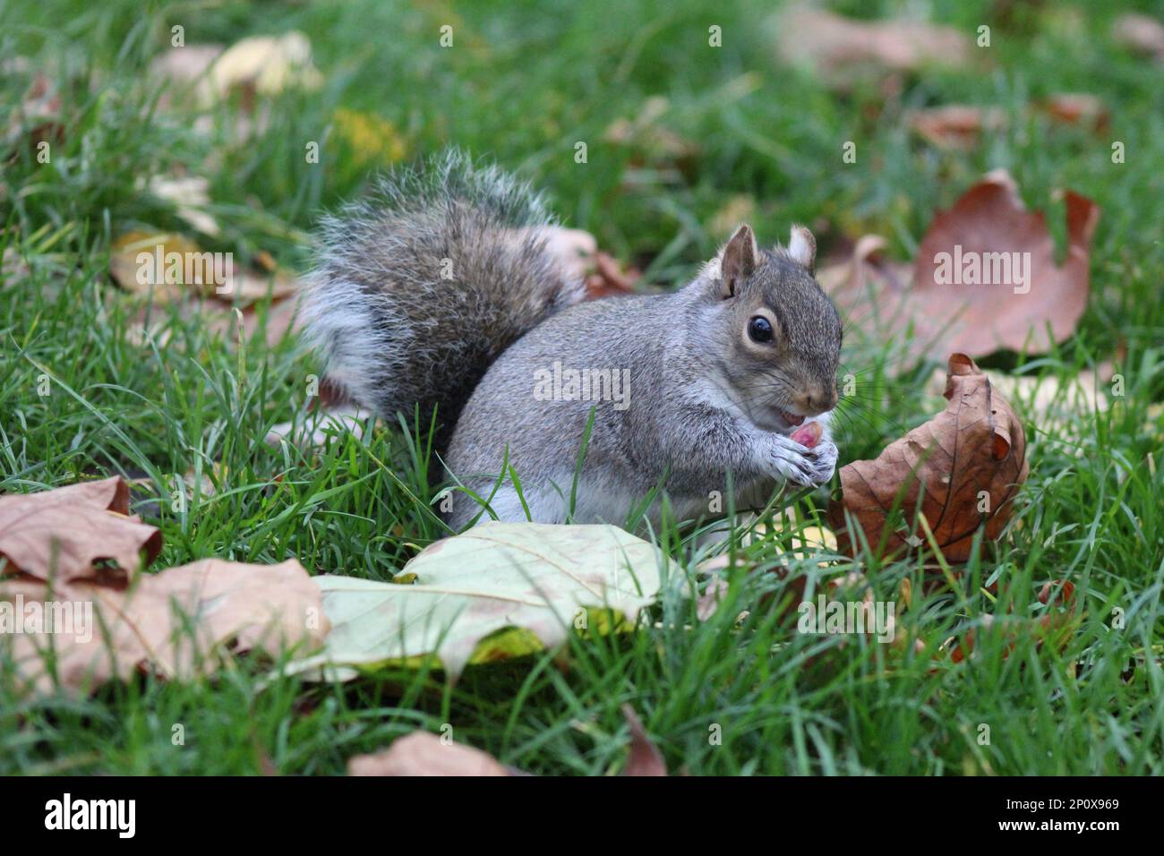 Grey Squirrels in London Park eating Nuts Stock Photo Alamy