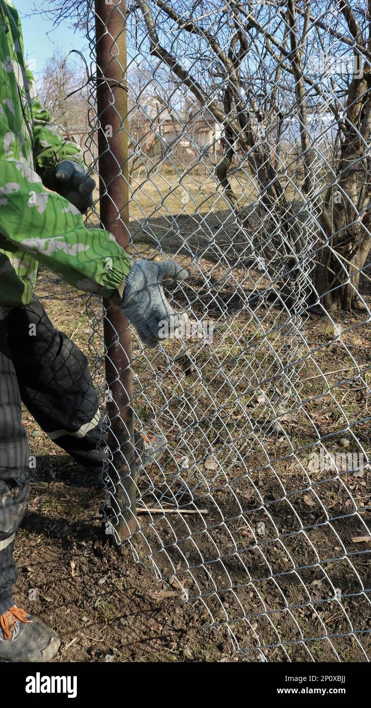 A backyard farmer fences off an area by building a galvanized mesh fence, forcefully pulling the iron mesh over the iron pole Stock Photo
