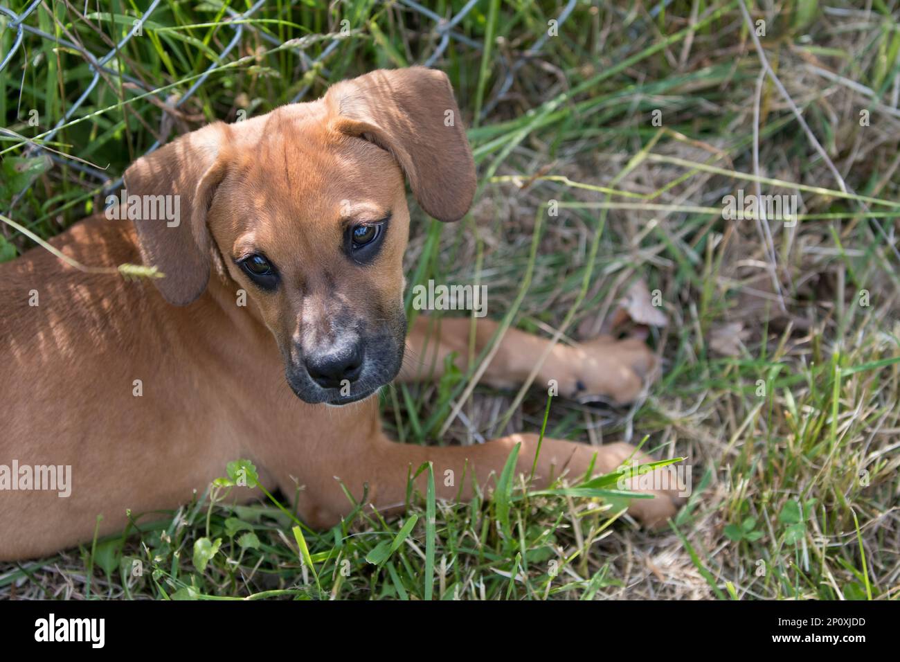 Brown foster puppy happily in the grass Stock Photo - Alamy