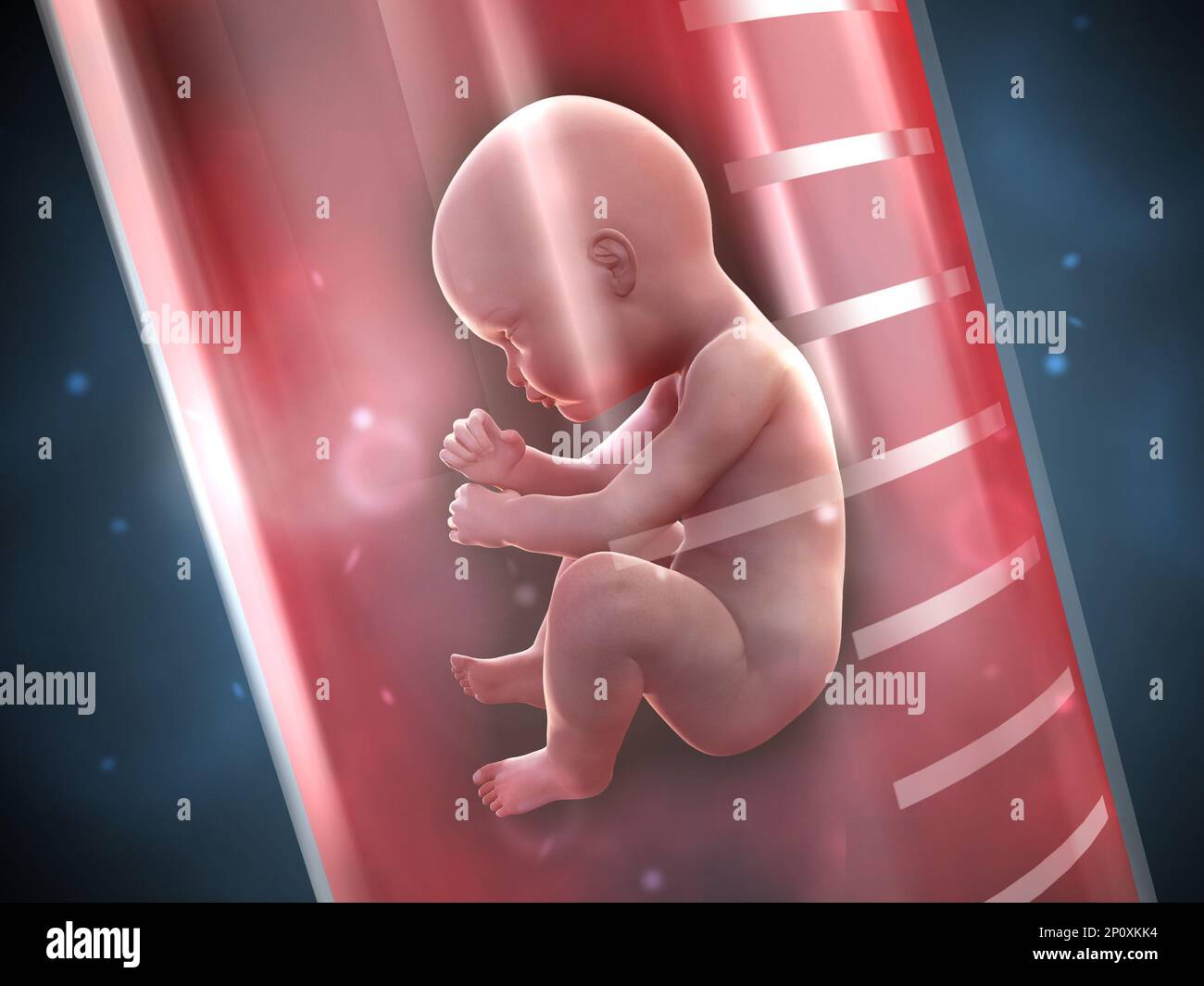 Human fetus in a test tube. 3D illustration. Stock Photo