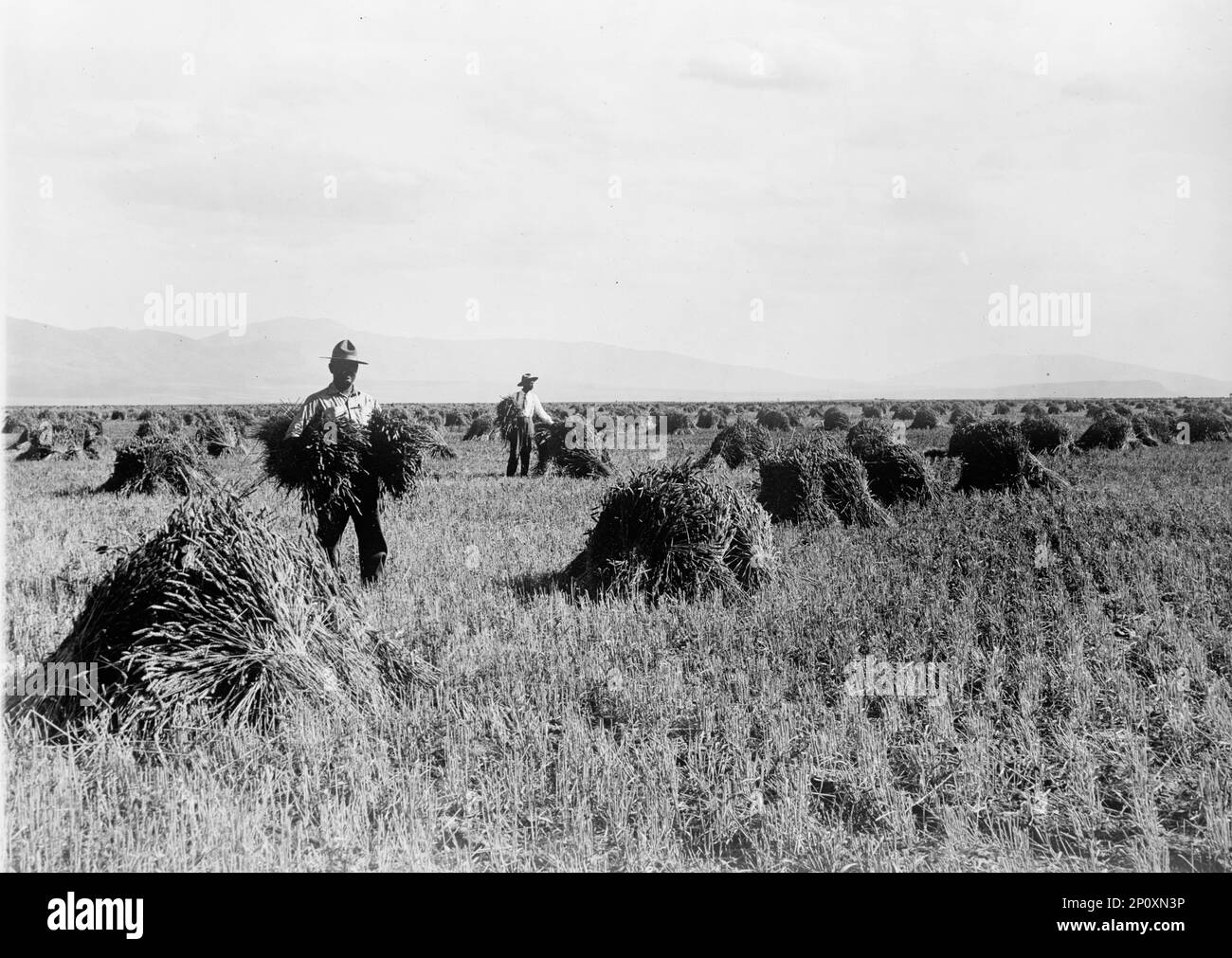 Minidoka Project - U.S. Reclamation Bureau. Minidoka Desert On Year After Irrigation By Government, 1912. The Minidoka Project was a series of public works implemented in order to control the flow of the Snake River in Wyoming and Idaho, supplying irrigation water to farmlands in Idaho. Stock Photo