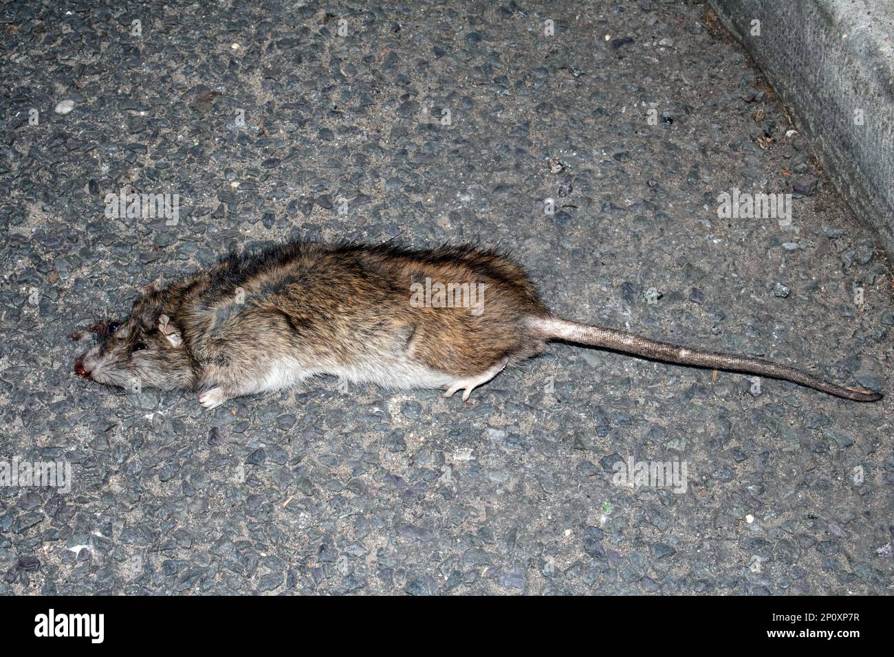 A Dead Crushed Rat that has been Run Over By A Car Wheel on a Pavement Road in an Urban Town Stock Photo