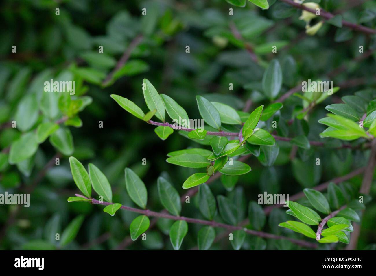 liguster ebay Schwarzgrüner Liguster 'Atrovirens' kaufen | Ligustrum vulgare 'Atrovirens' main image 1