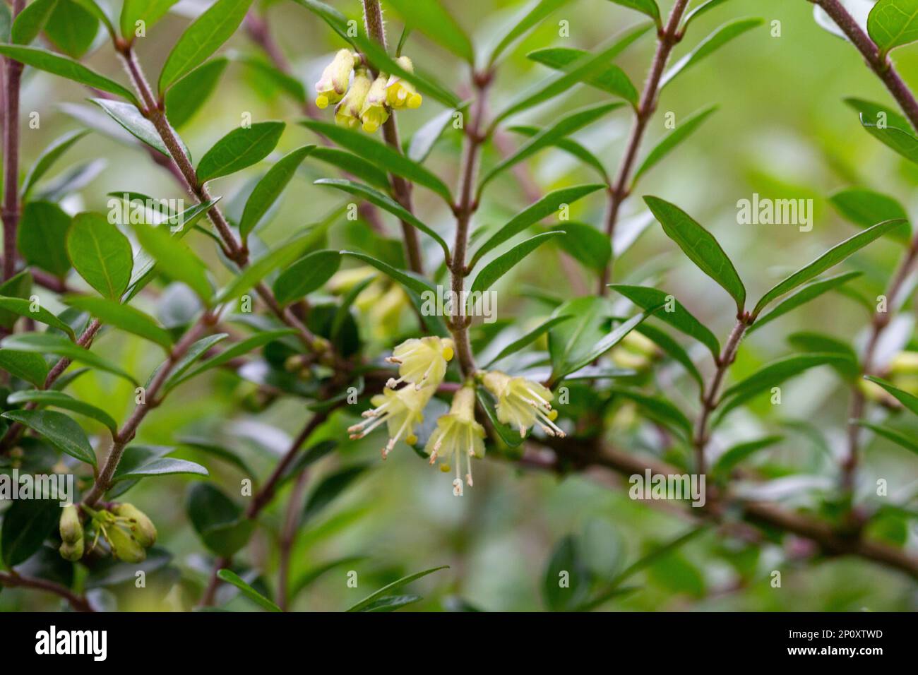 Box-leaved honeysuckle branch - Latin name - Lonicera ligustrina var. pileata  Lonicera pileata Stock Photo - Alamy