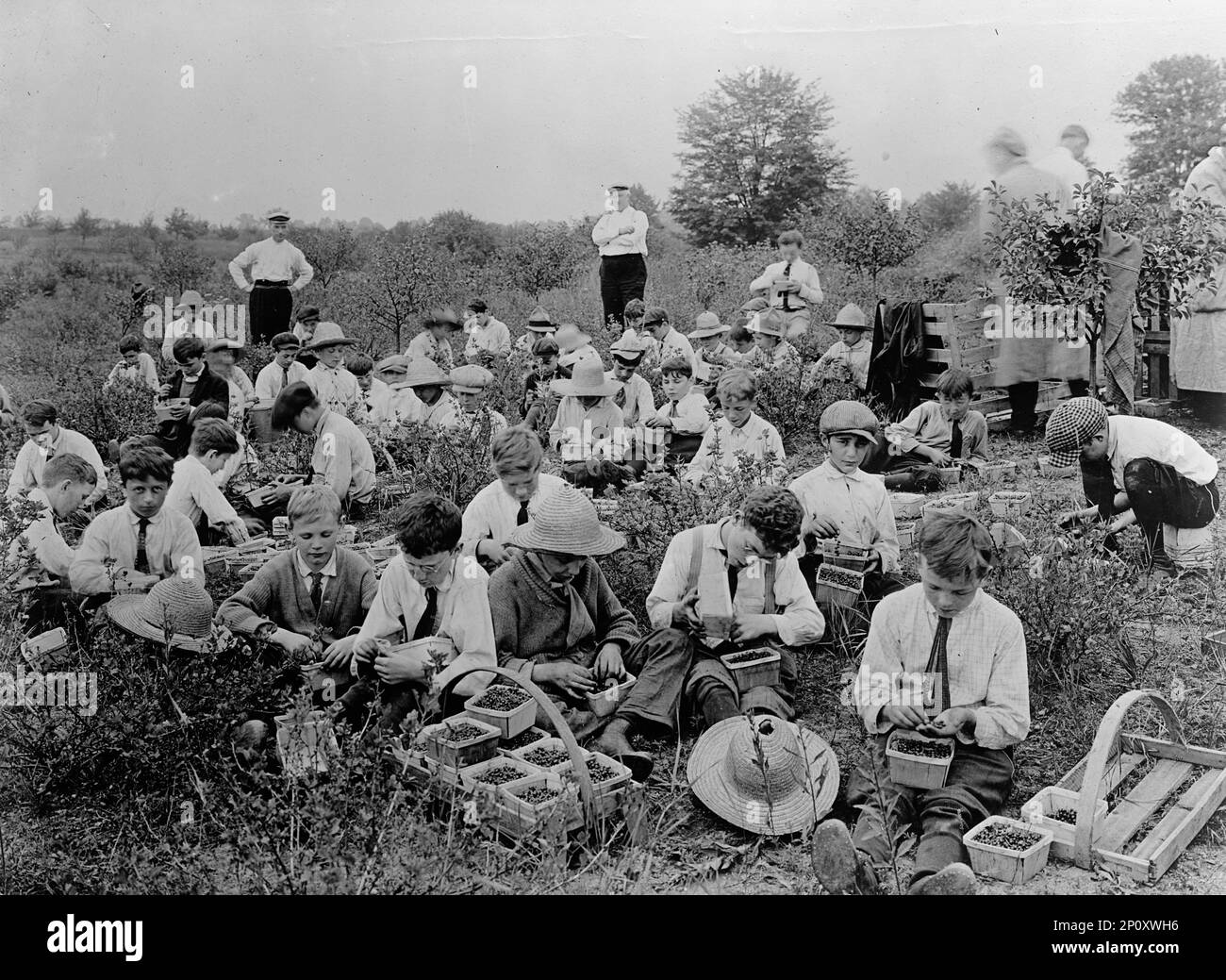 National Emergency War Gardens Commission - Boys Picking Berries, 1917. Stock Photo